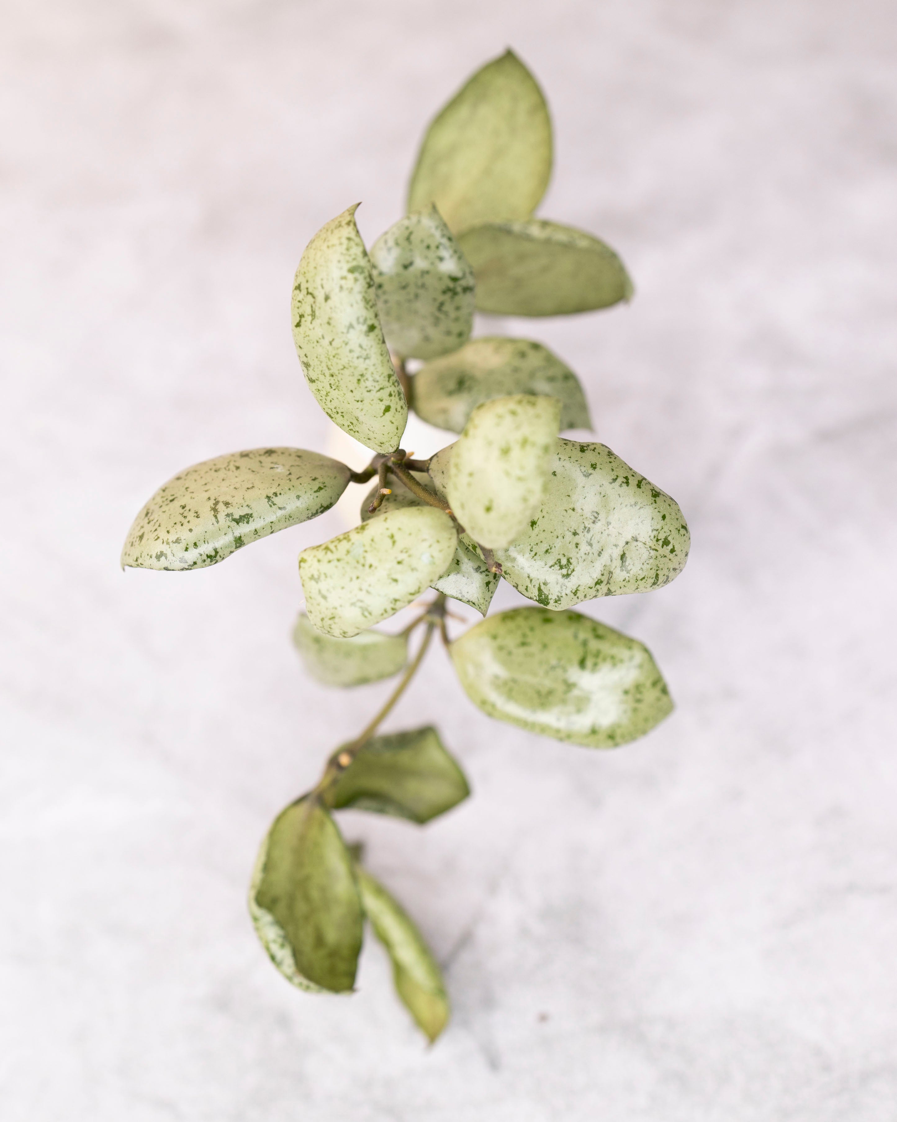 Green leafy branch on a textured white background