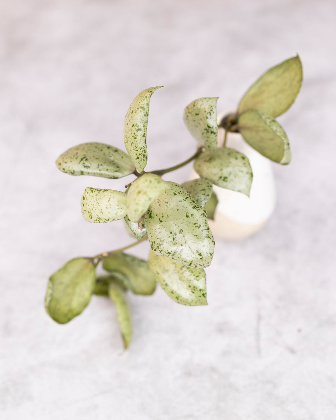 Green leafy branch with speckled texture on a light gray background