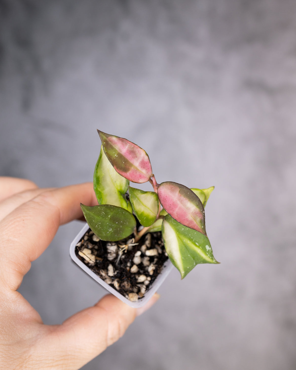 Hoya lacunosa &