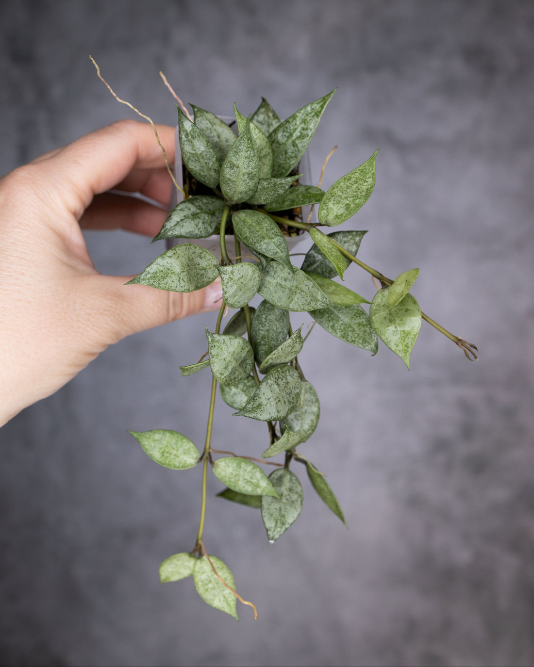 Hoya lacunosa white pearl