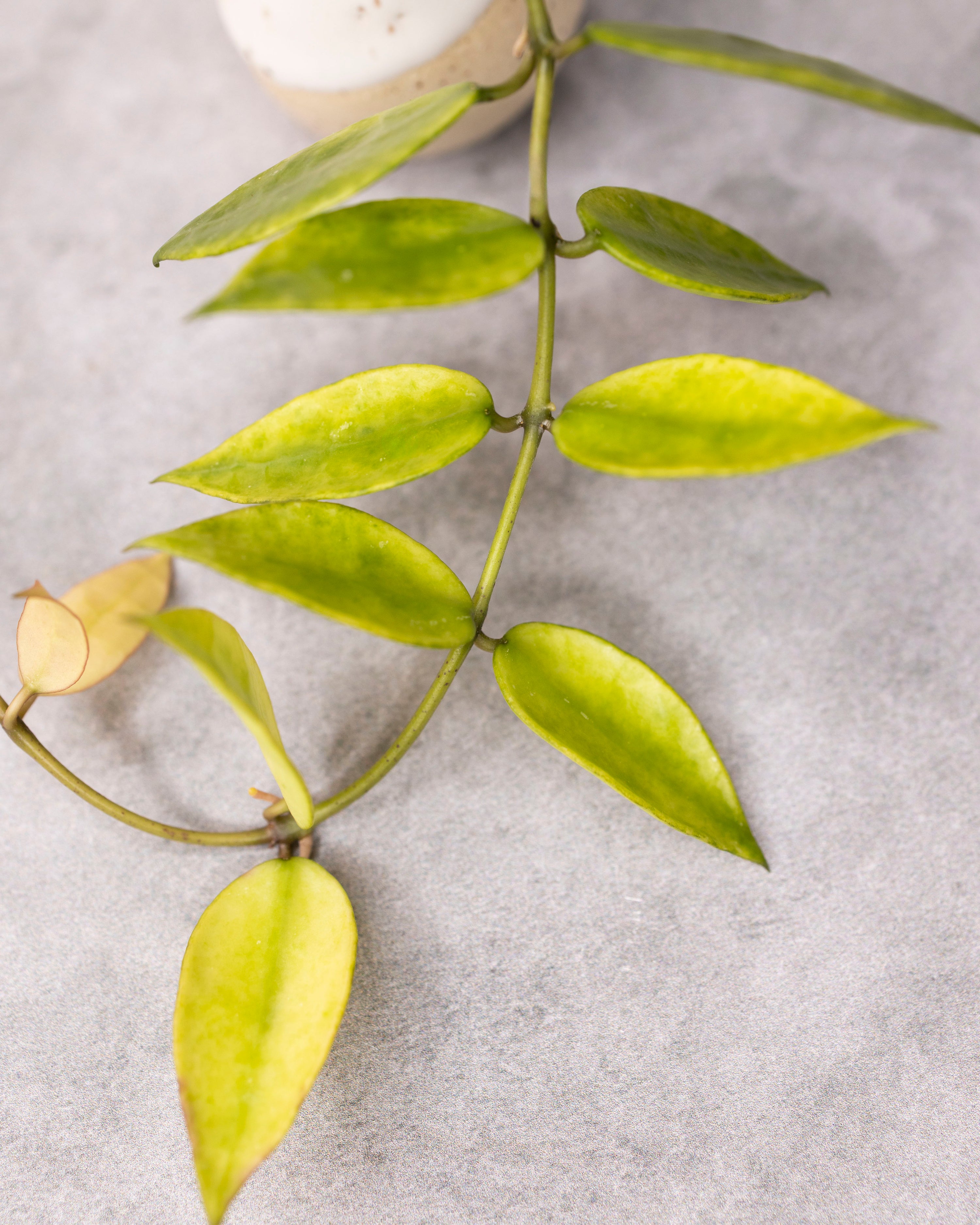 Hoya lacunosa &