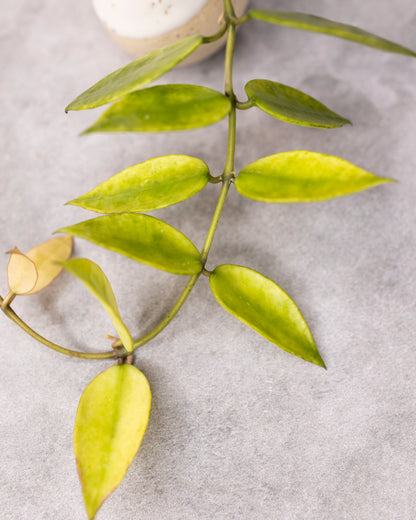 Hoya lacunosa &