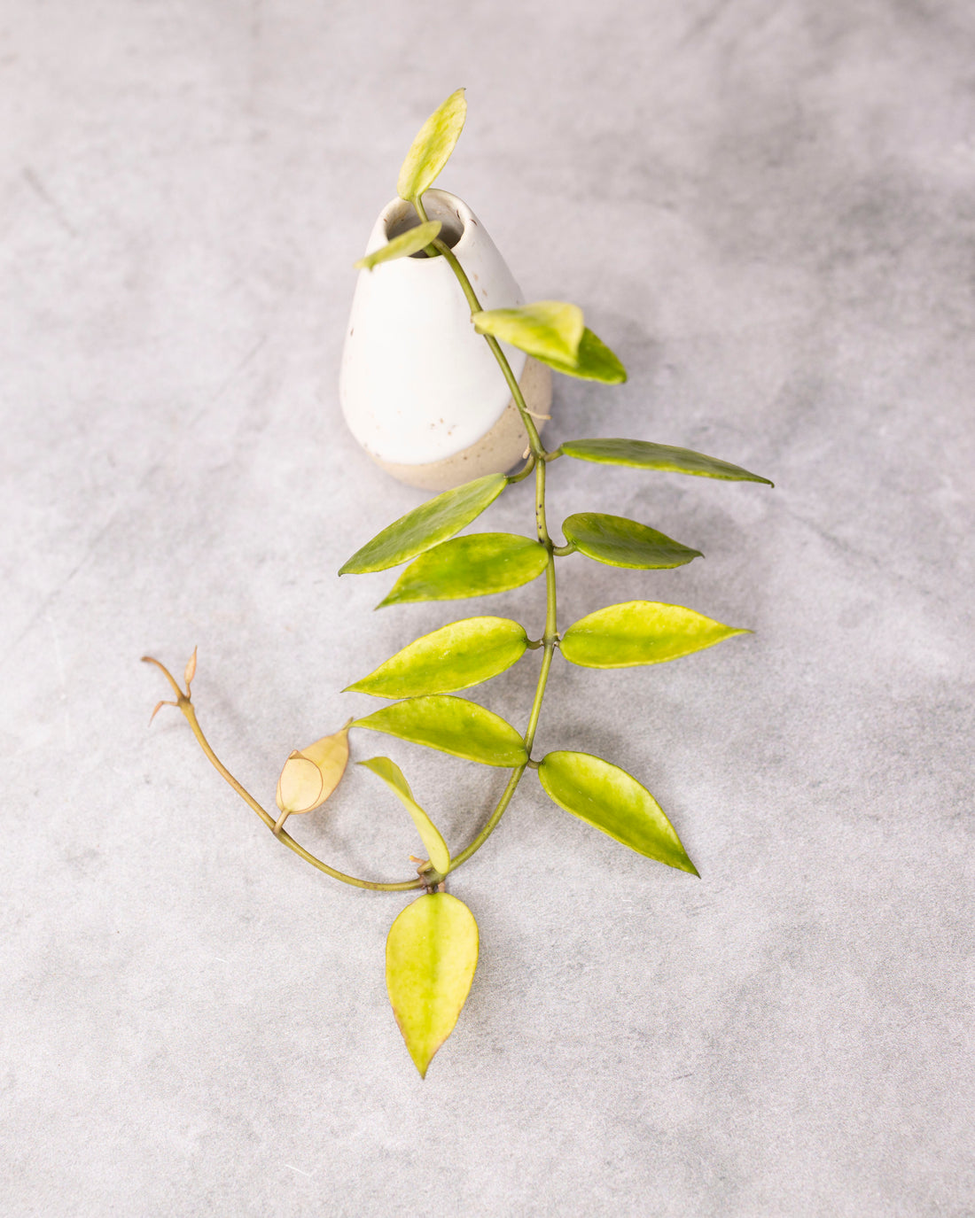 Hoya lacunosa &