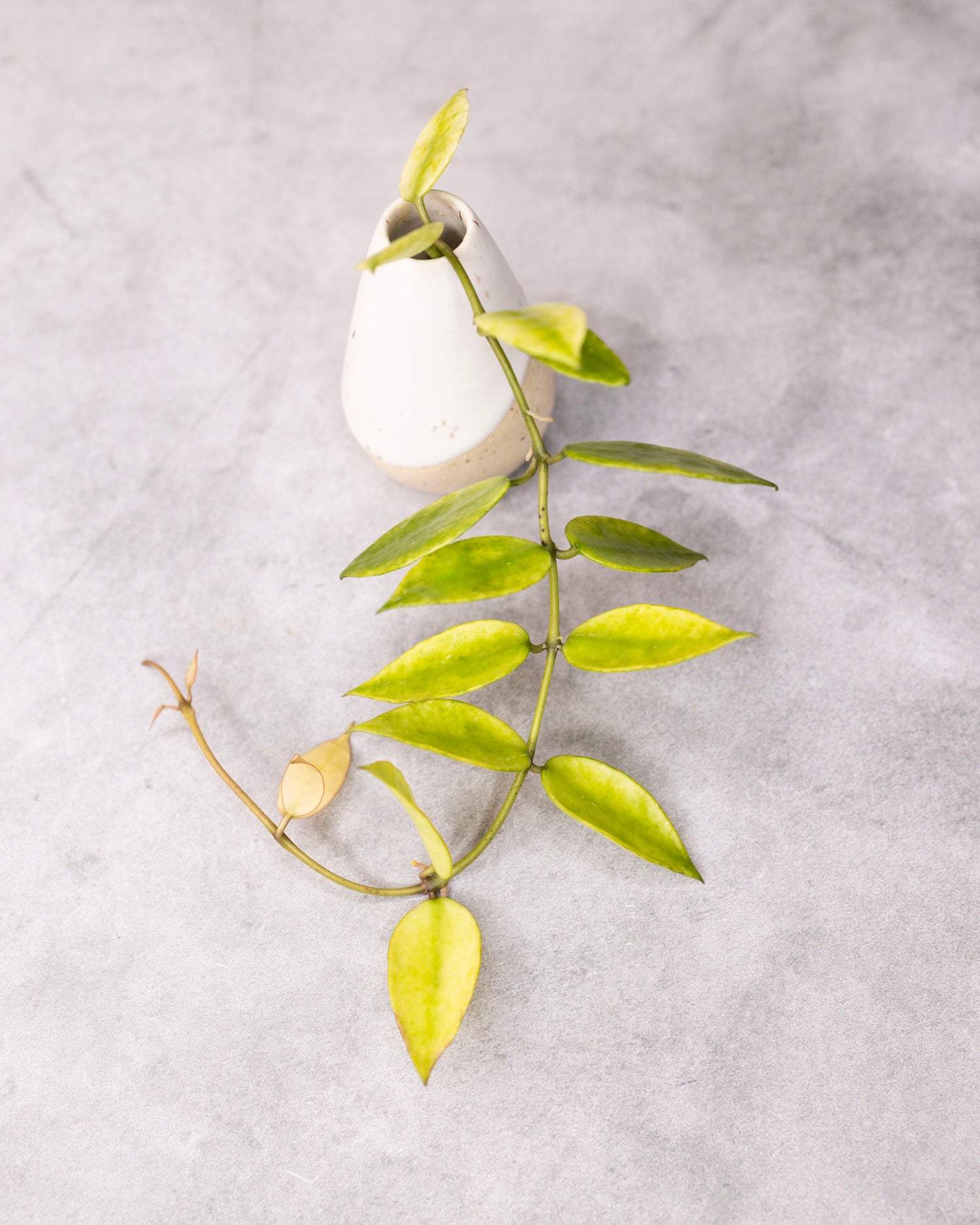 Hoya lacunosa &