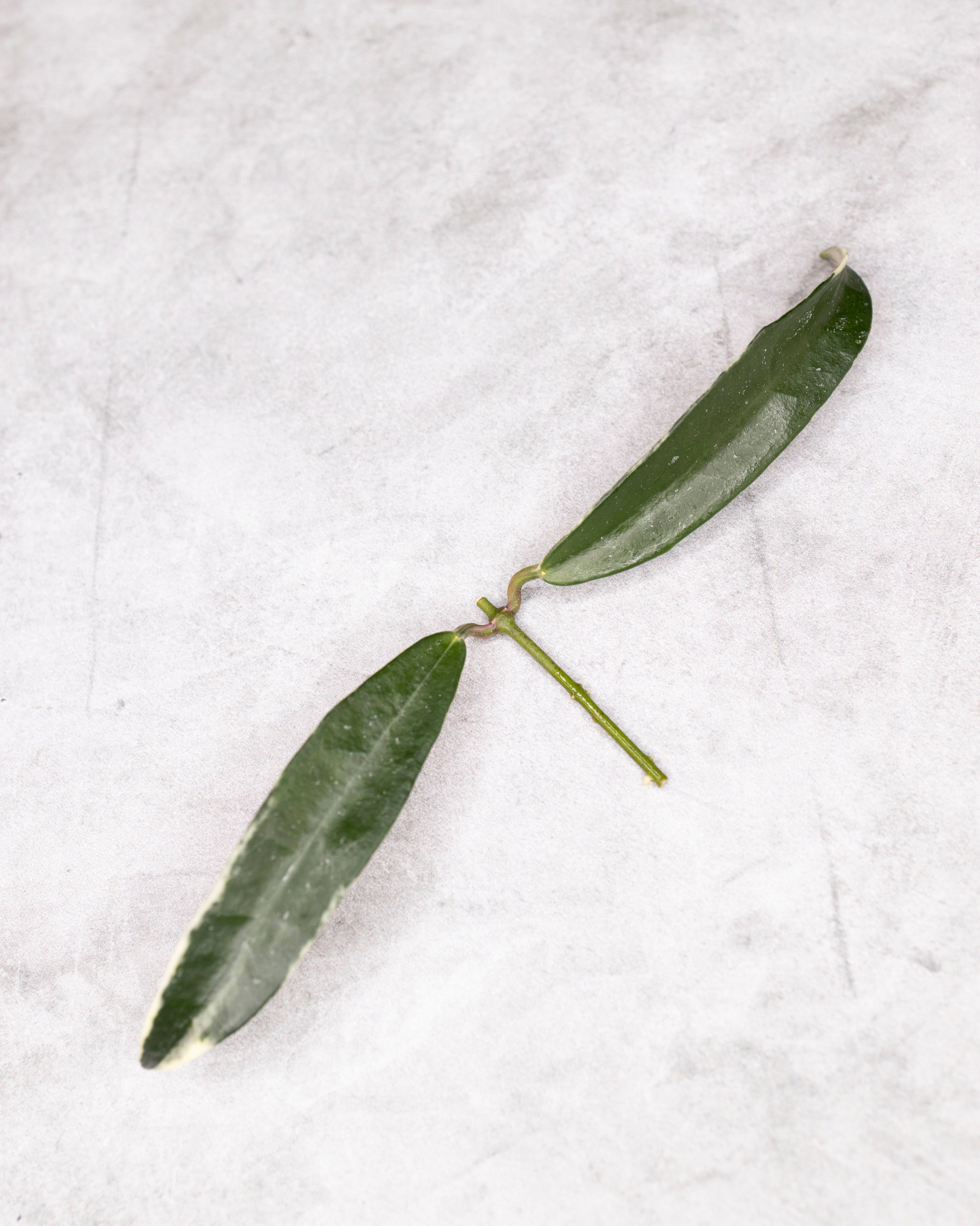 Hoya sp. Lapin (Albomarginata)