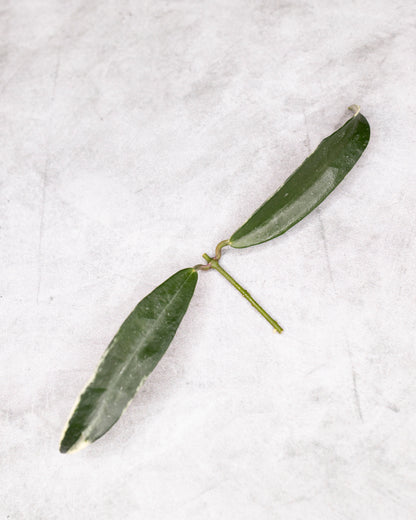 Hoya sp. Lapin (Albomarginata)