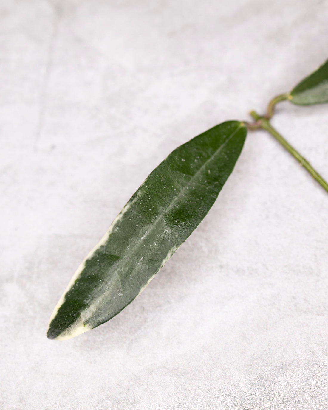 Hoya sp. Lapin (Albomarginata)