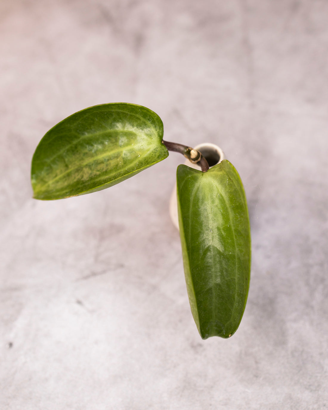 Hoya latifolia &