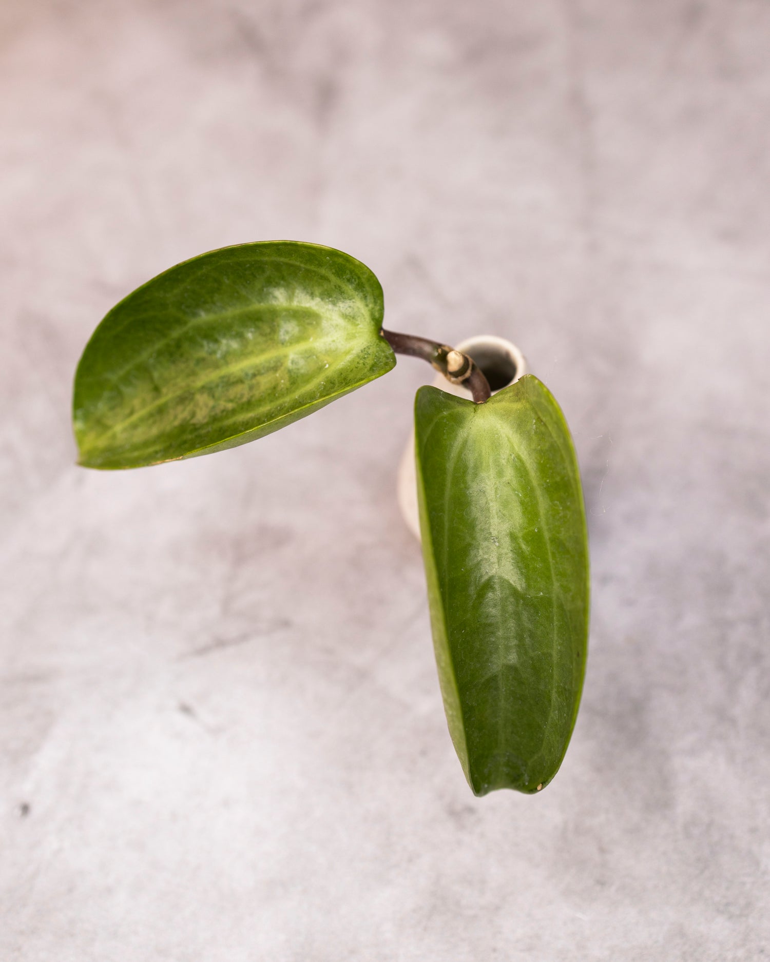 Hoya latifolia &