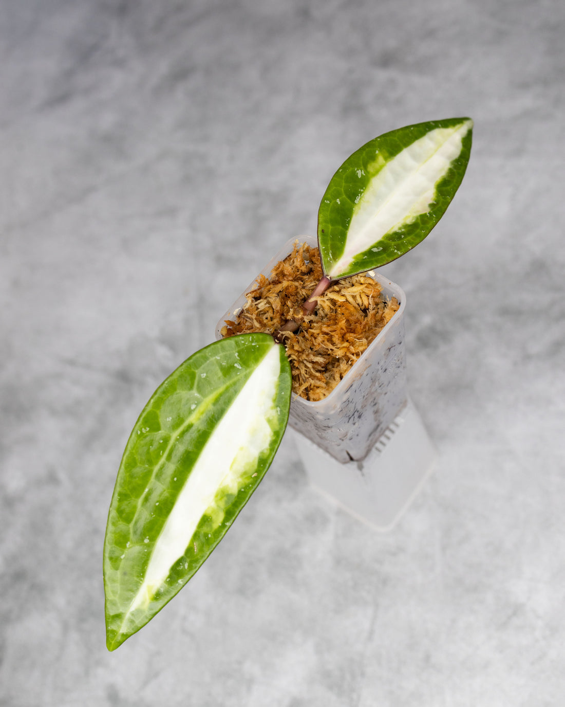 Hoya latifolia &