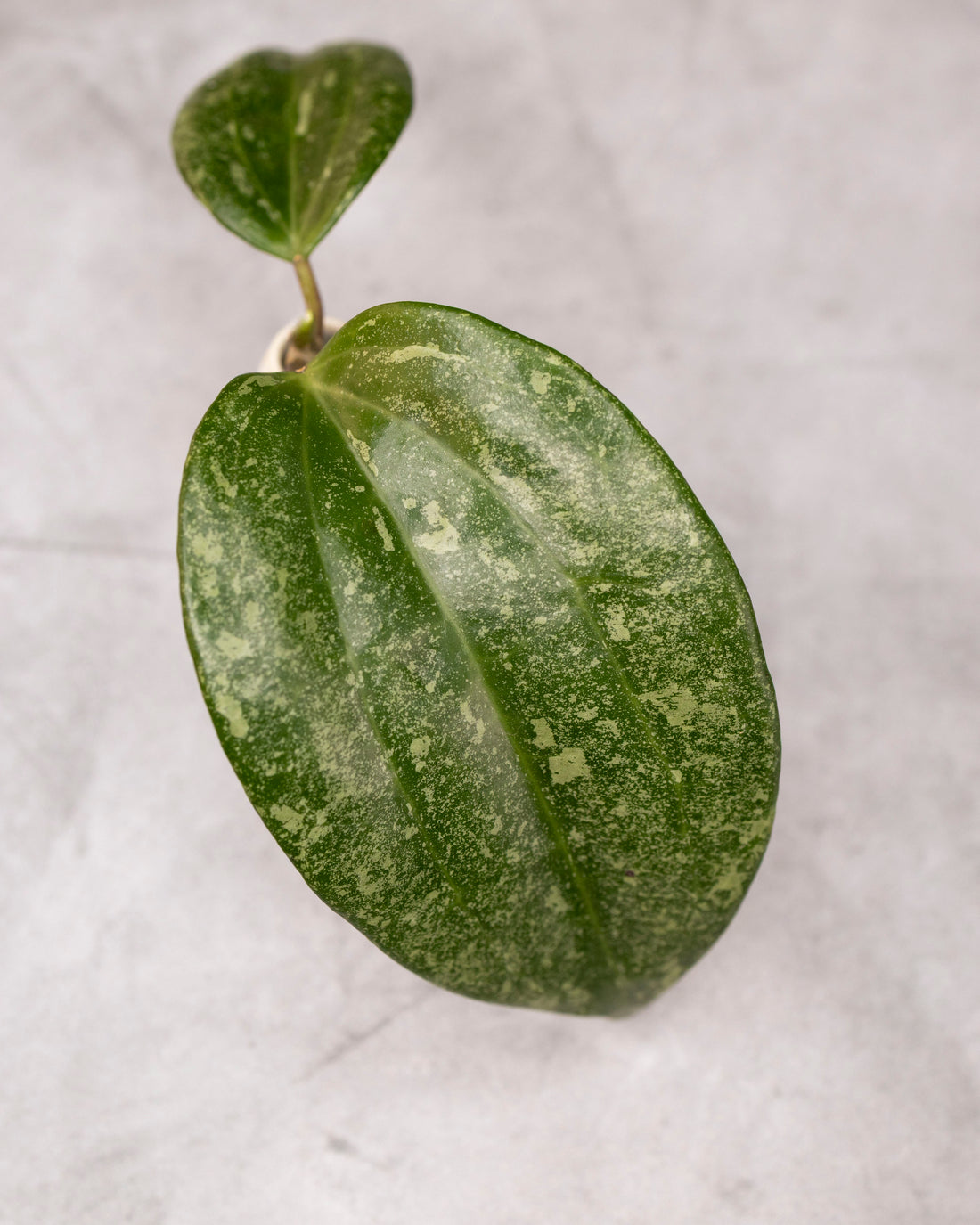Hoya latifolia imba Perak