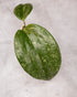 Hoya latifolia imba Perak