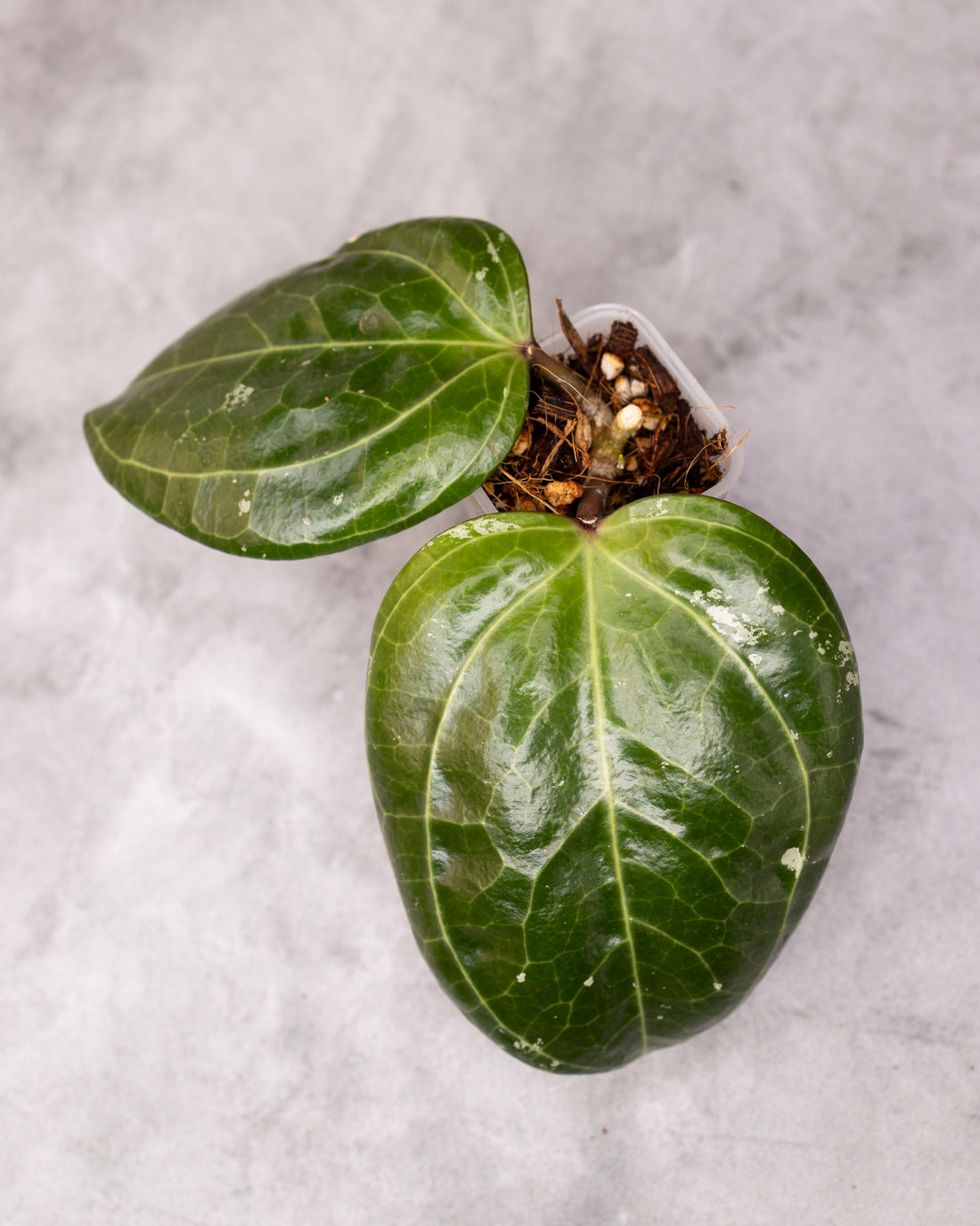 Hoya latifolia (Sarawak) /0134/