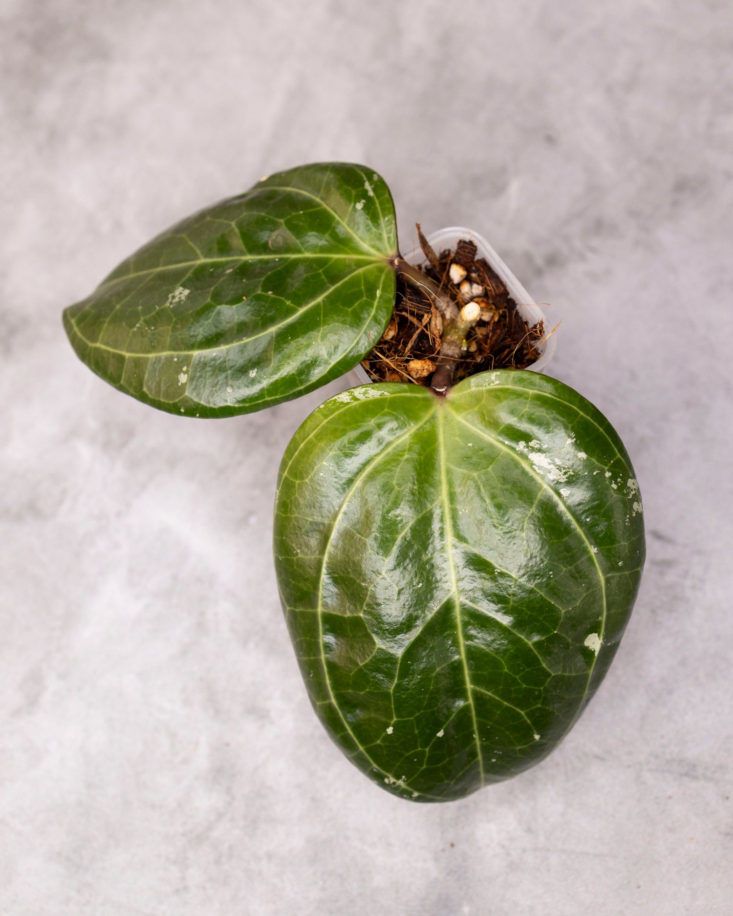 Hoya latifolia (Sarawak) /0134/