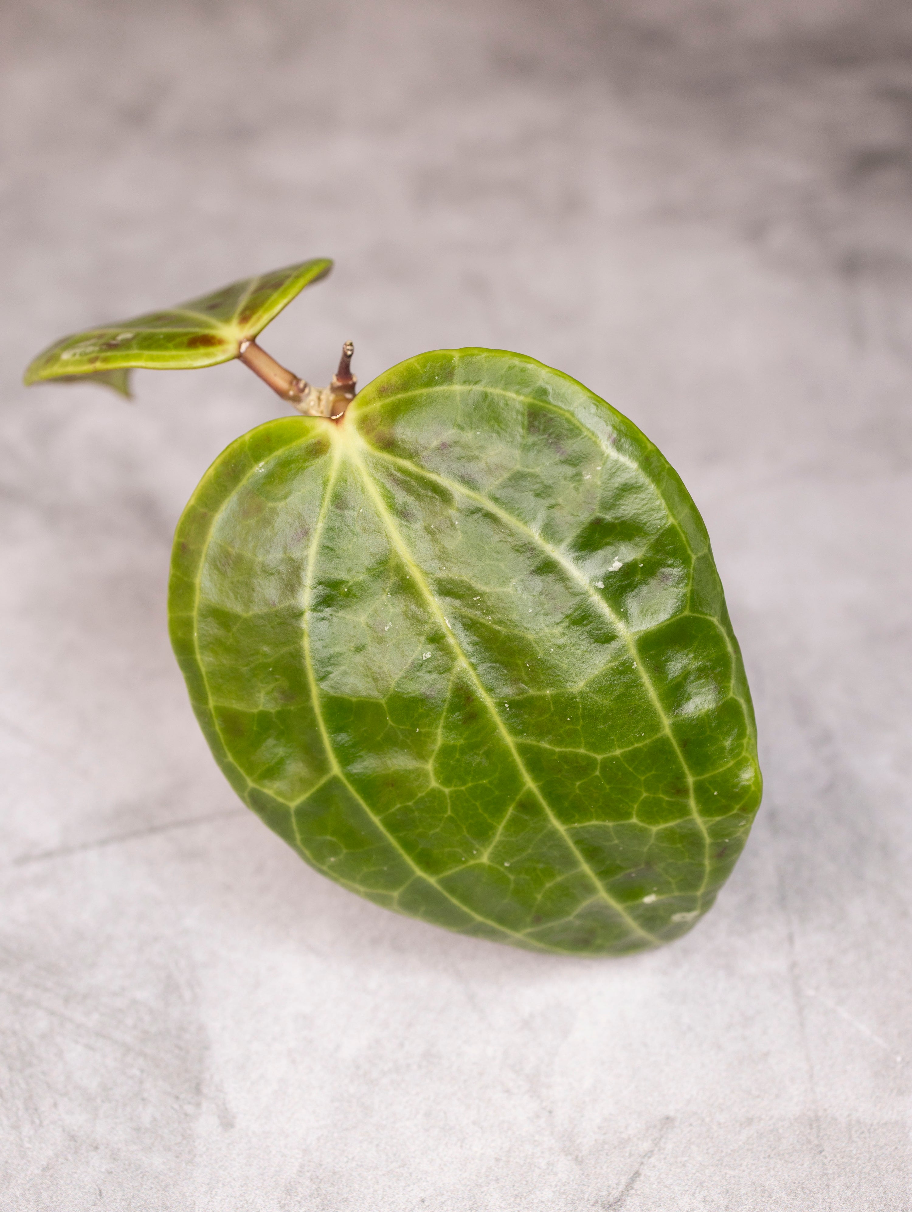 Hoya latifolia (Sulawesi GPS 8867)