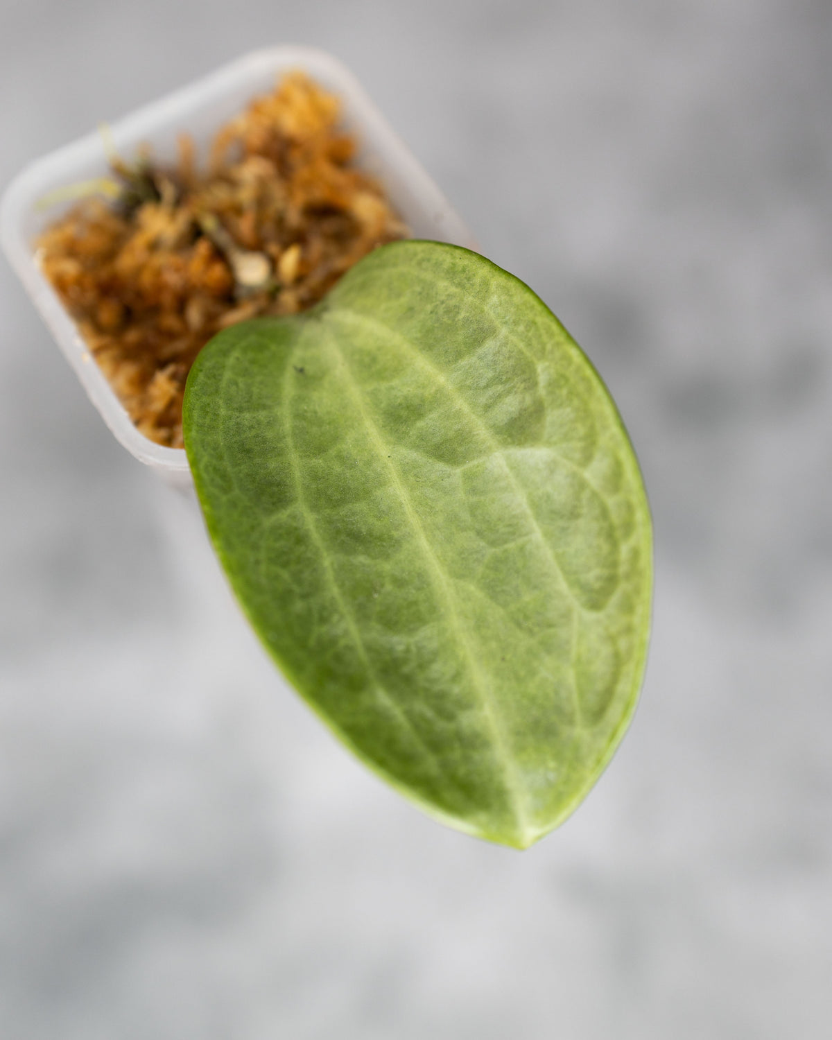 Hoya latifolia &