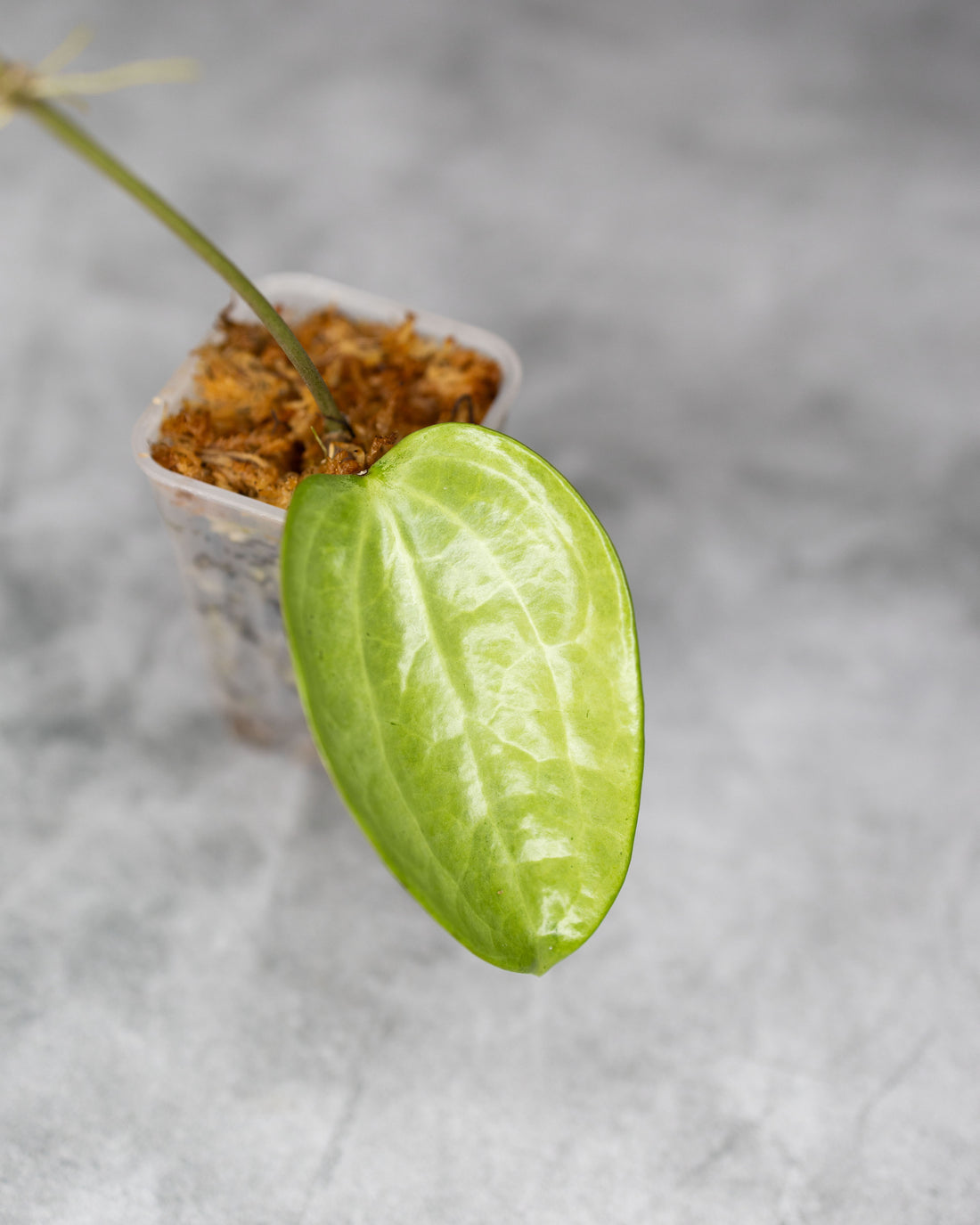 Hoya latifolia &