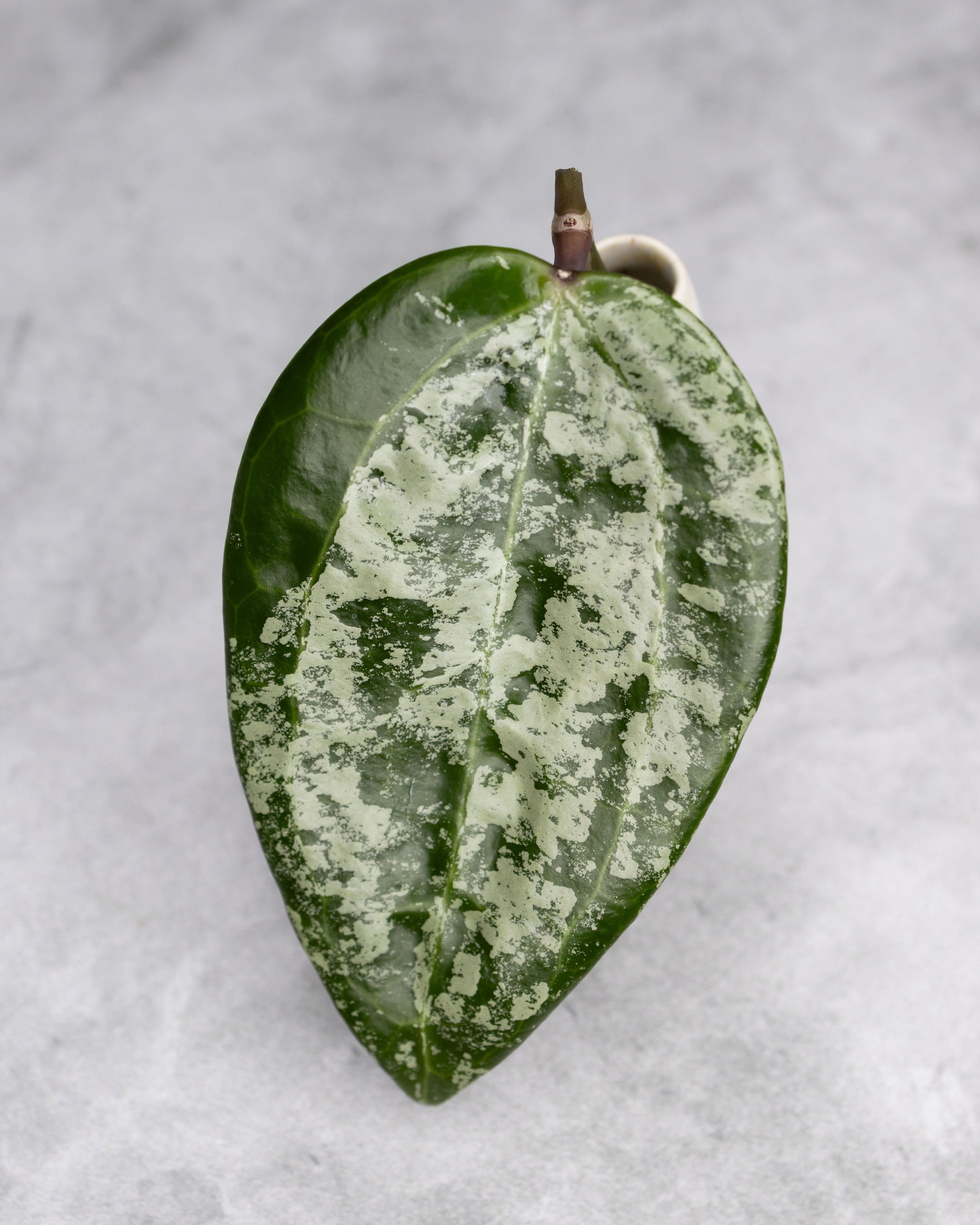 Hoya latifolia (MRH)