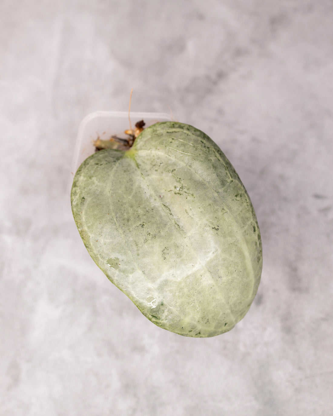 Hoya latifolia (Silver) /0118/