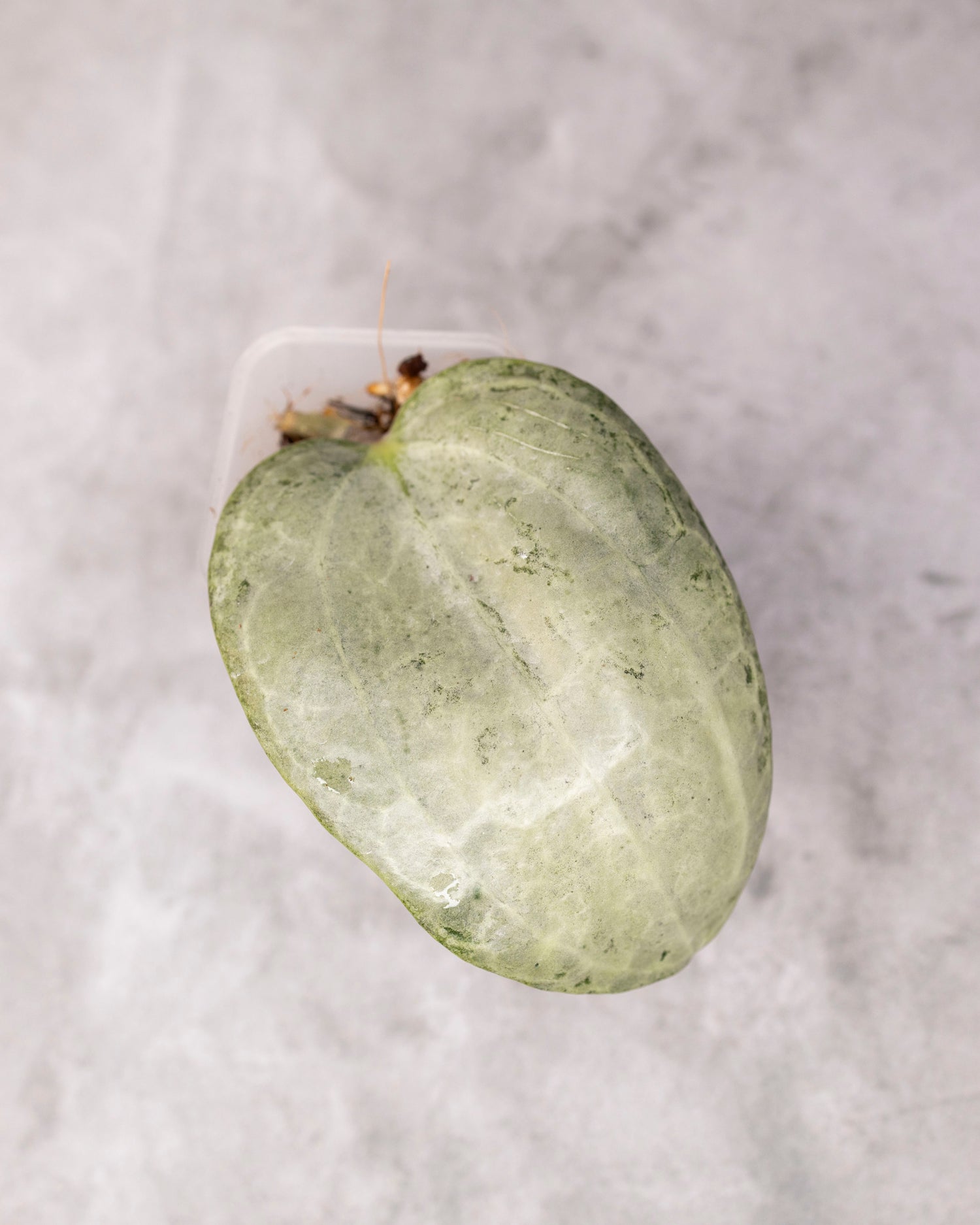 Hoya latifolia (Silver) /0118/