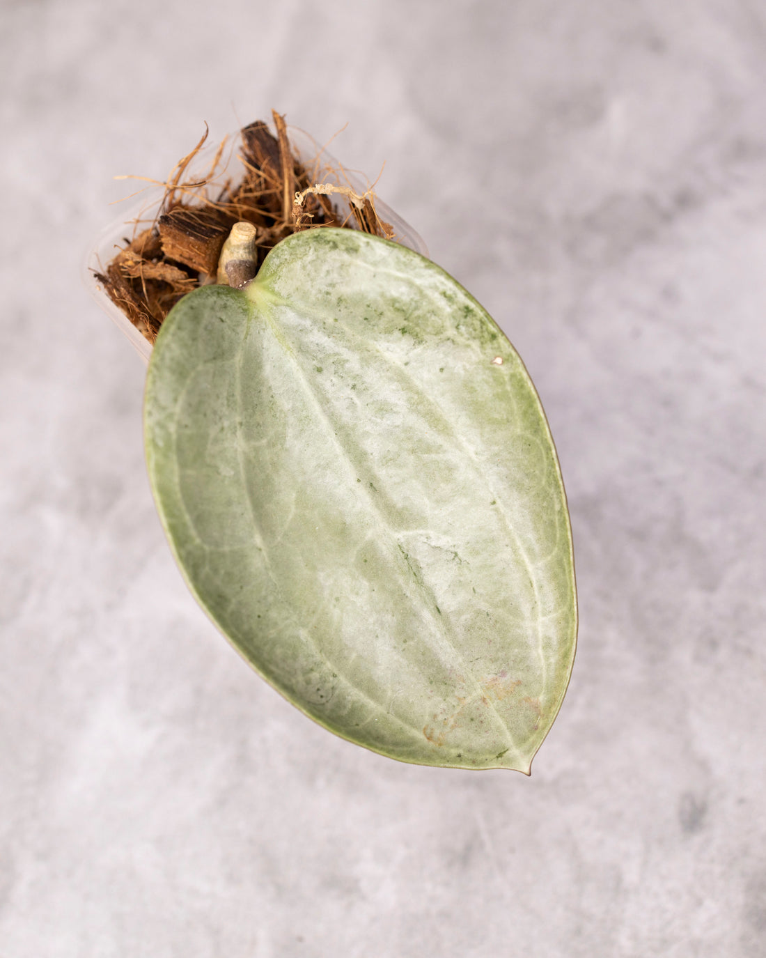 Hoya latifolia (Silver) /0135/