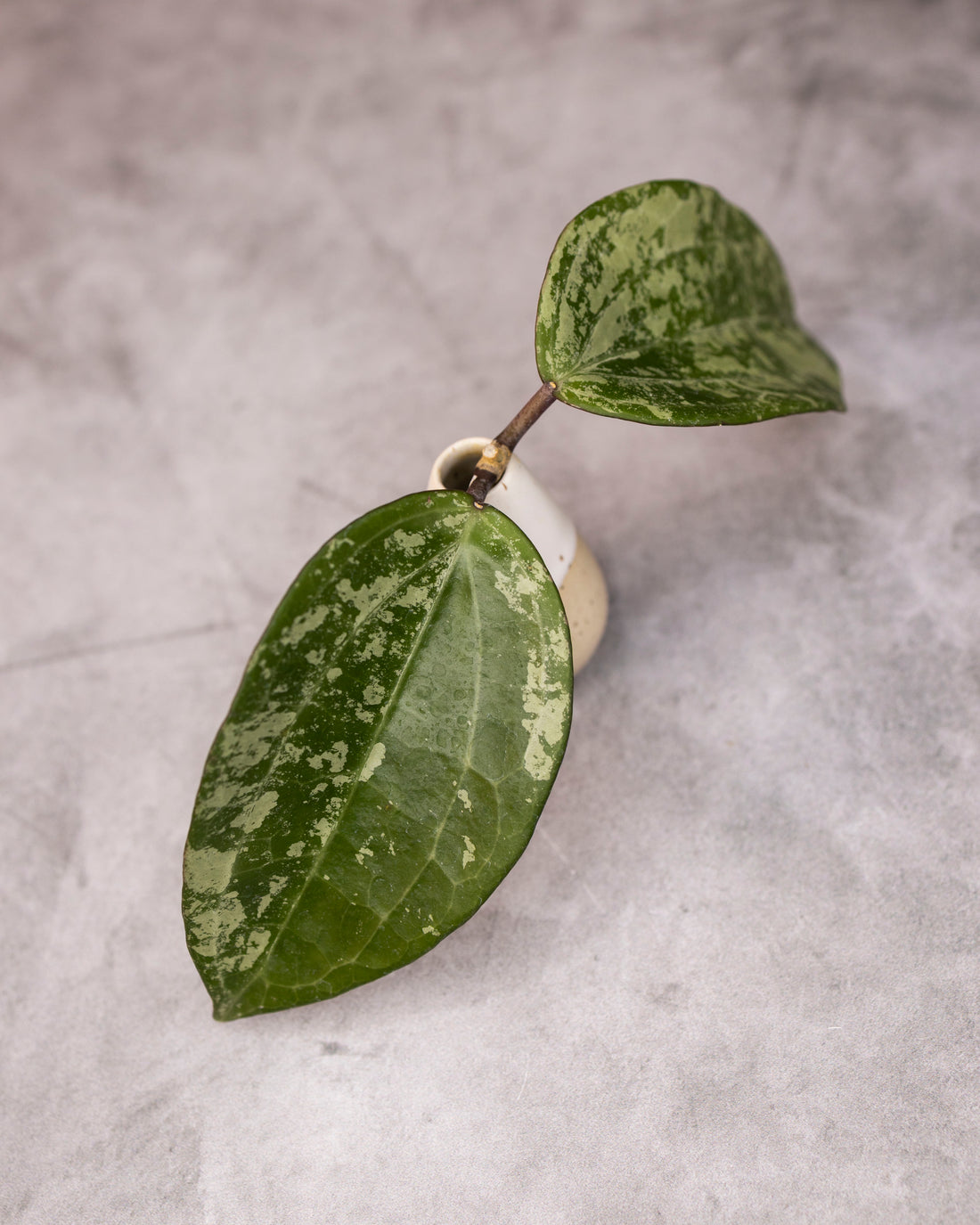 Hoya latifolia (Splash)