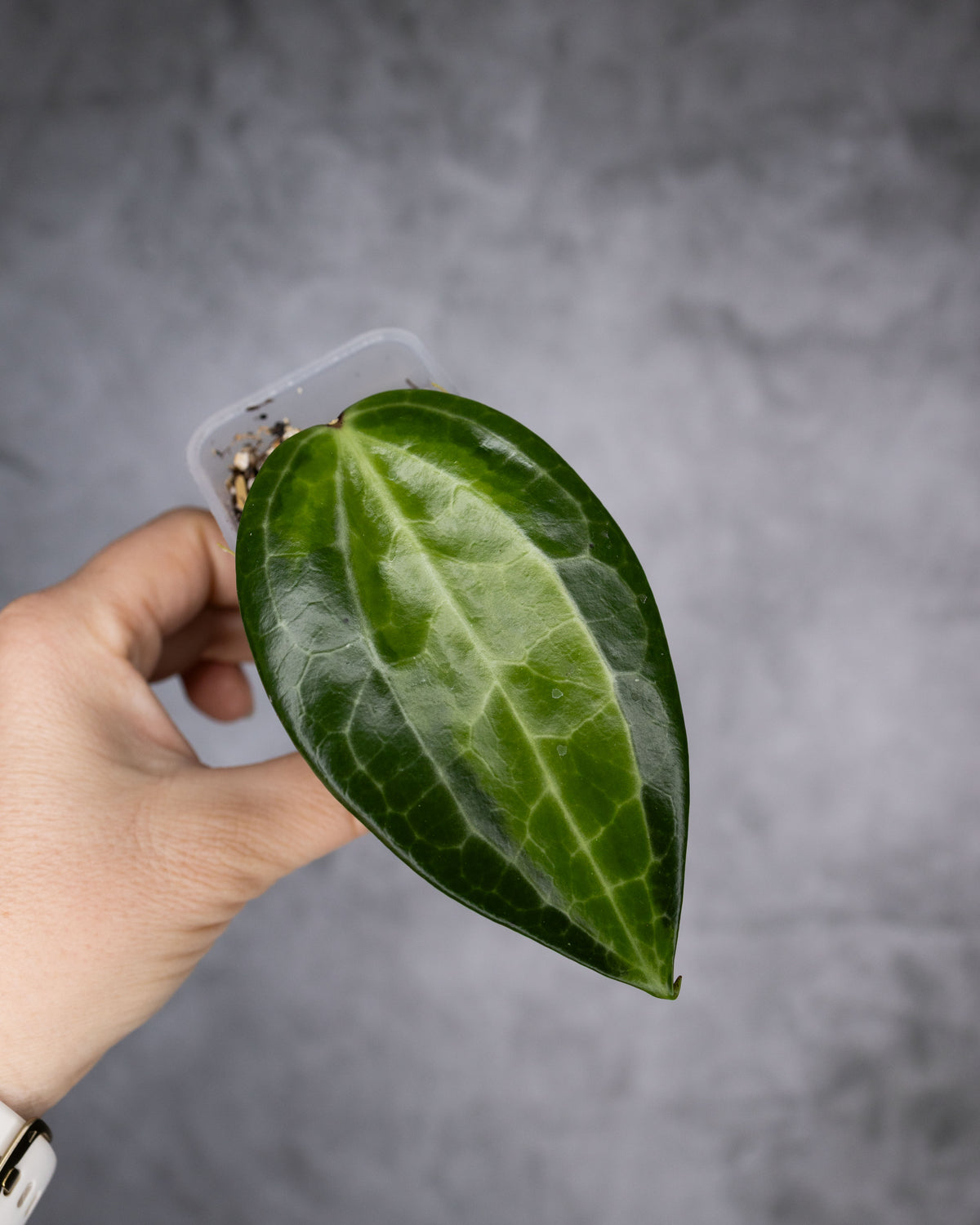 Hoya latifolia &