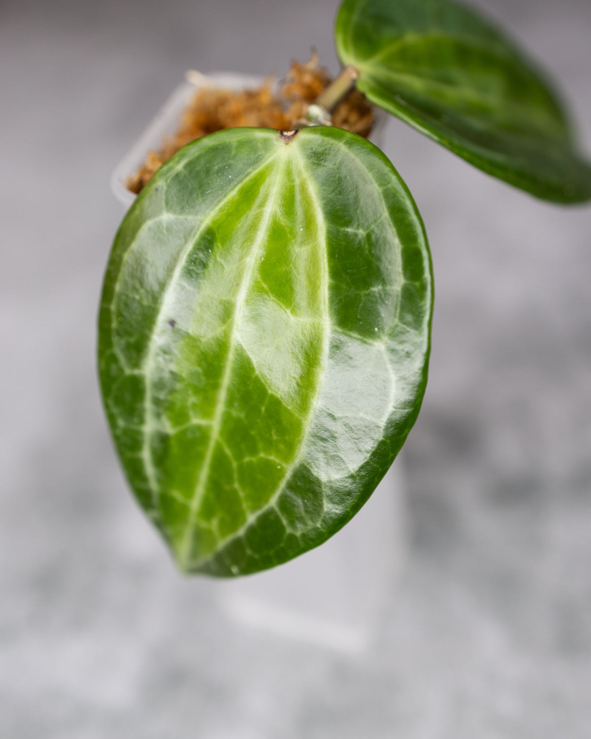 Hoya latifolia &