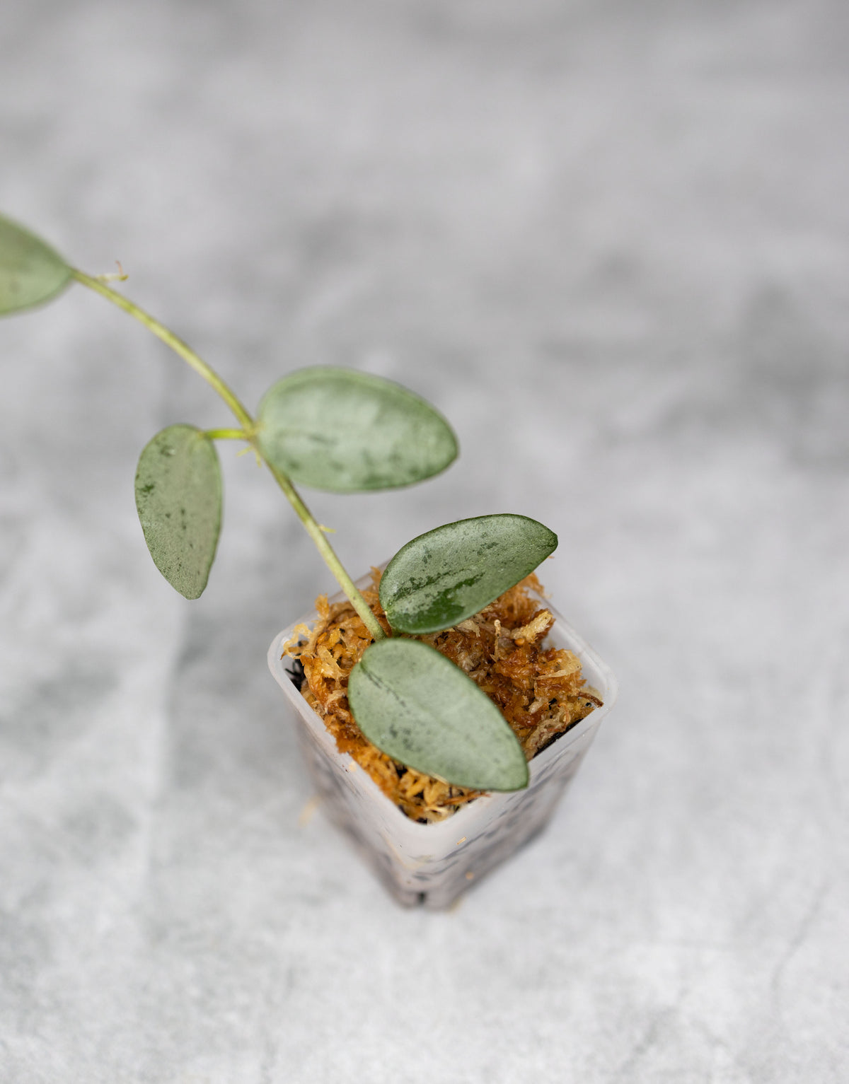 Hoya lima (Silver/Splash)