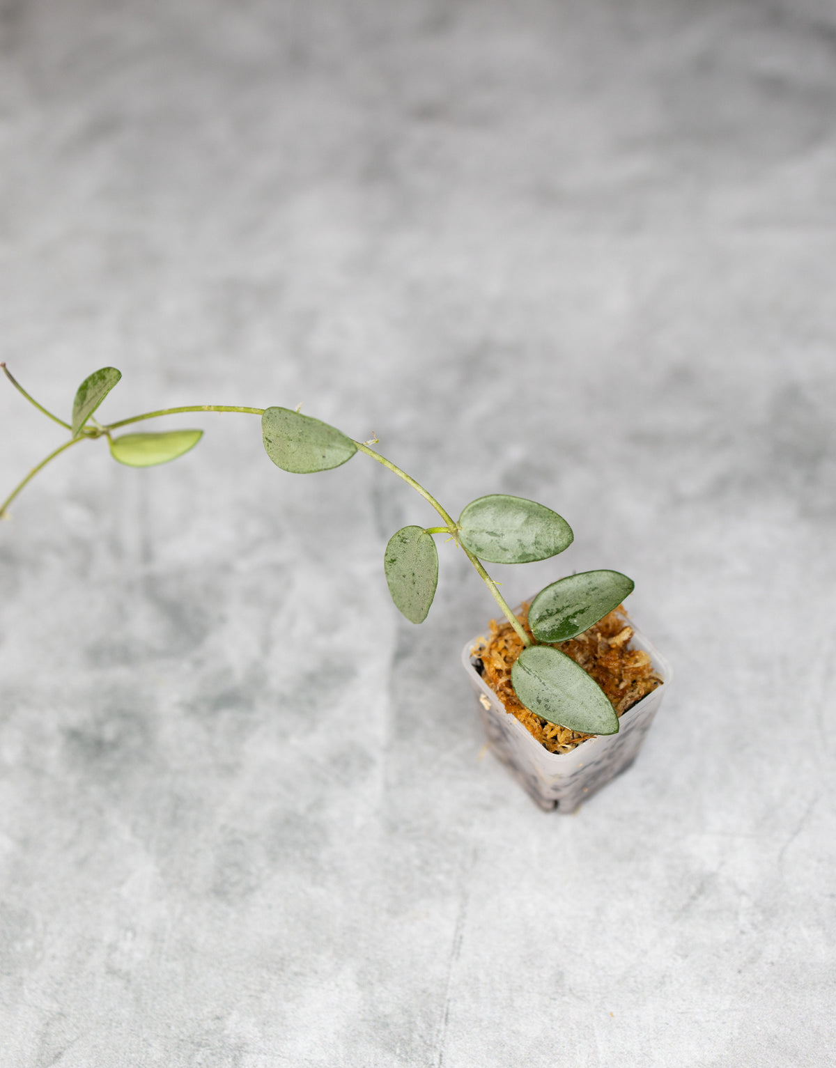 Hoya lima (Silver/Splash)