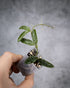 A hand holding a small potted plant with green variegated leaves in a clear plastic nursery pot against a textured gray background.