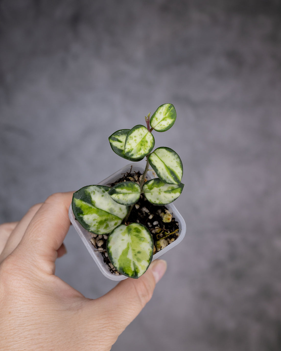 Hoya mathilde variegated
