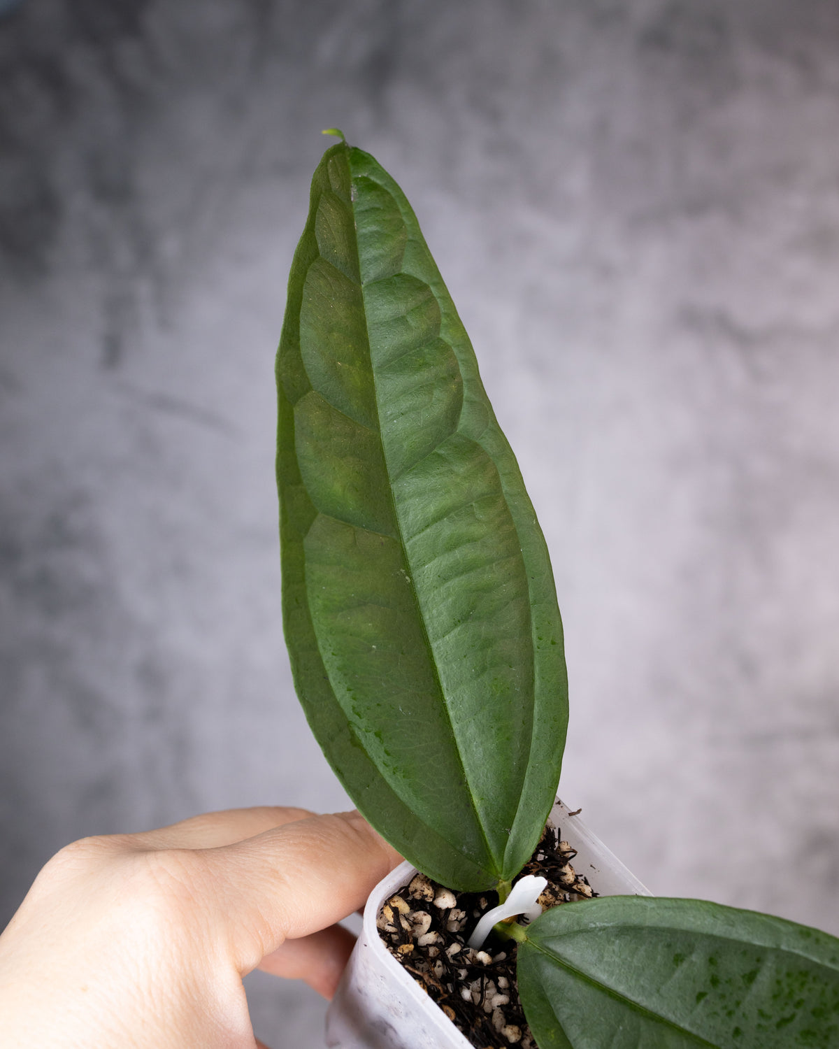 Hoya medinillifolia