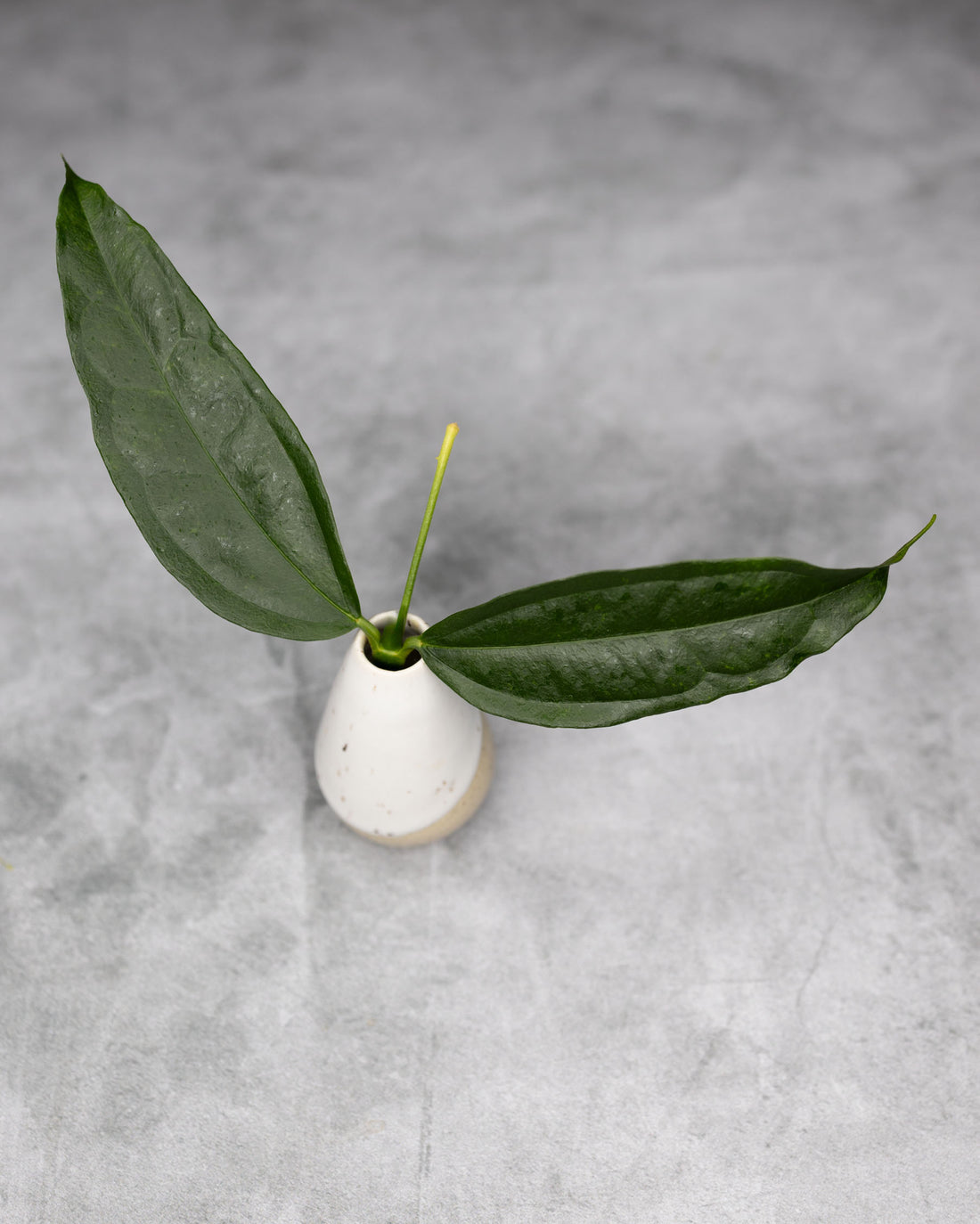 Hoya medinillifolia cutting