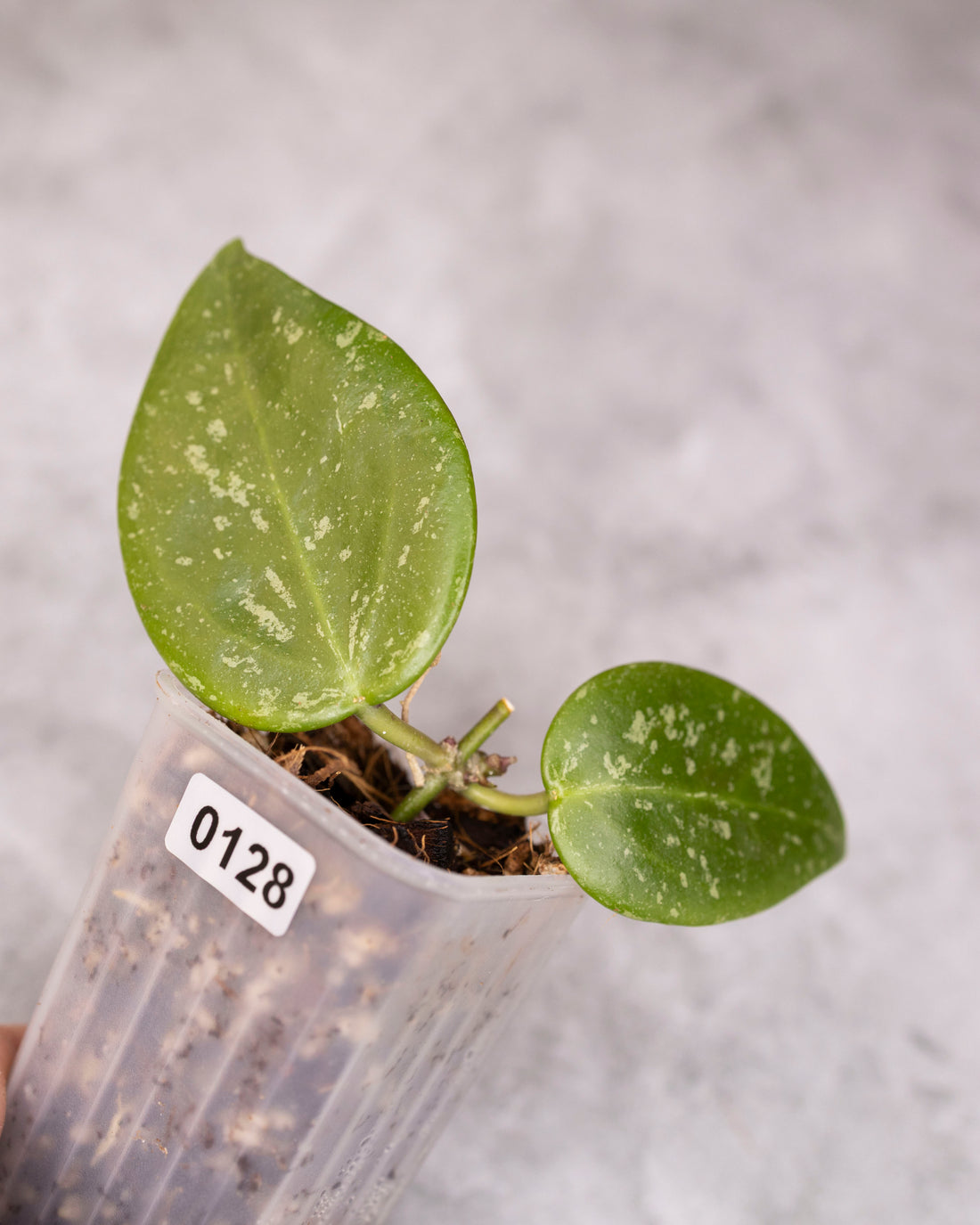 Hoya (memoria x collina IR26) /0128/