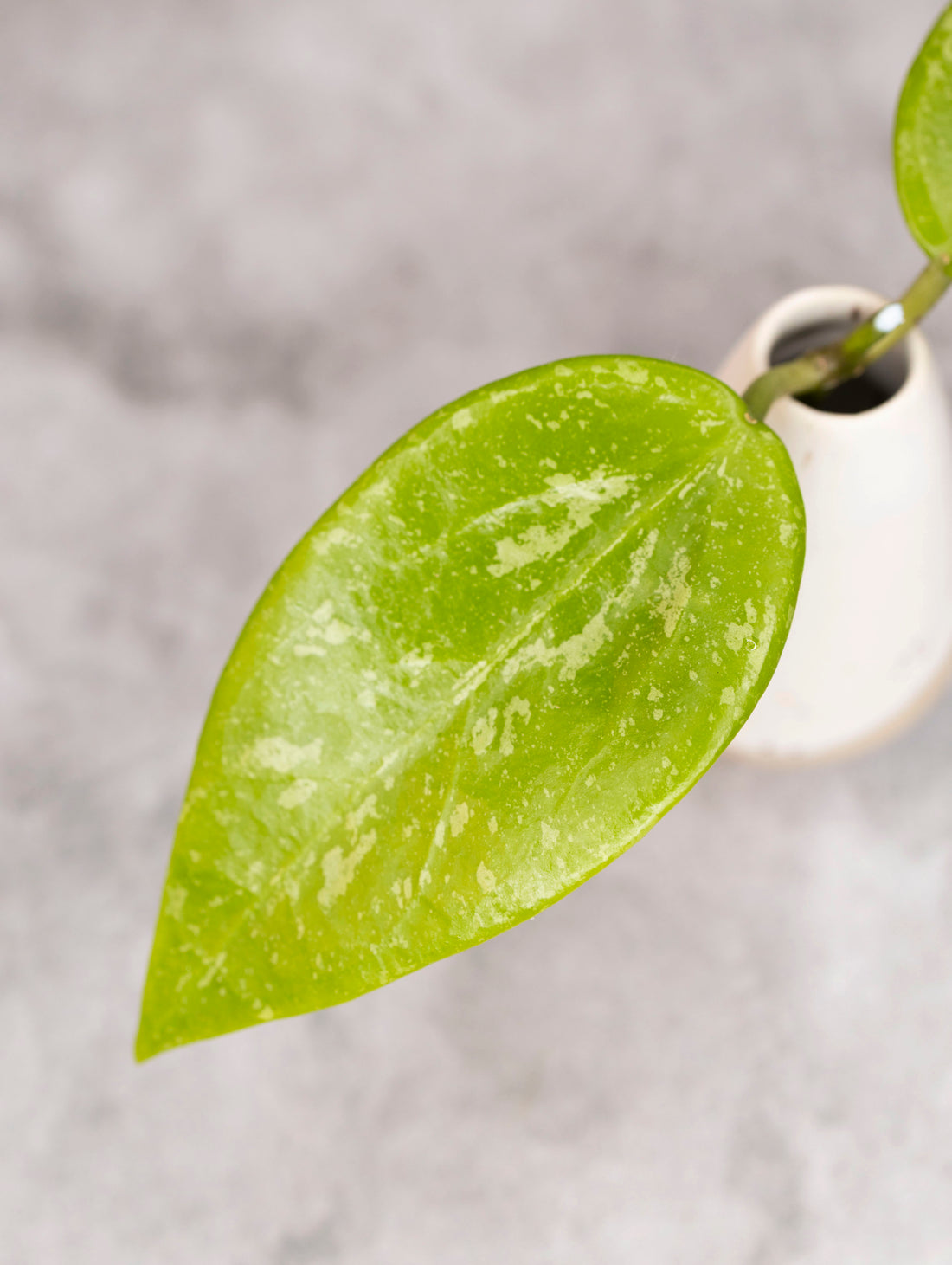 Close-up of a green leaf with a blurred background