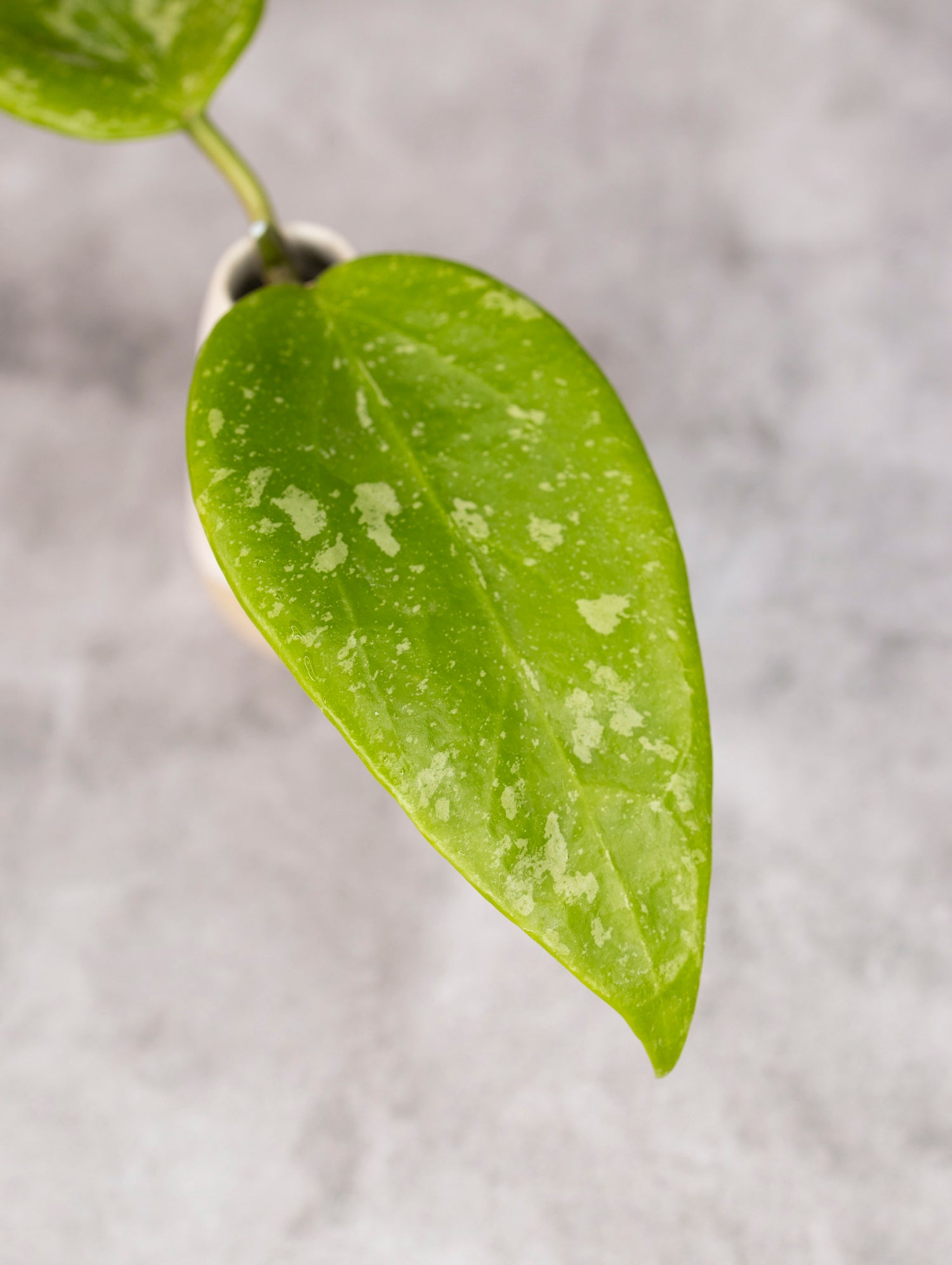 Close-up of a green leaf with a blurred gray background