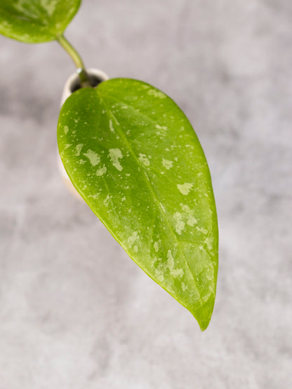 Close-up of a green leaf with a blurred gray background