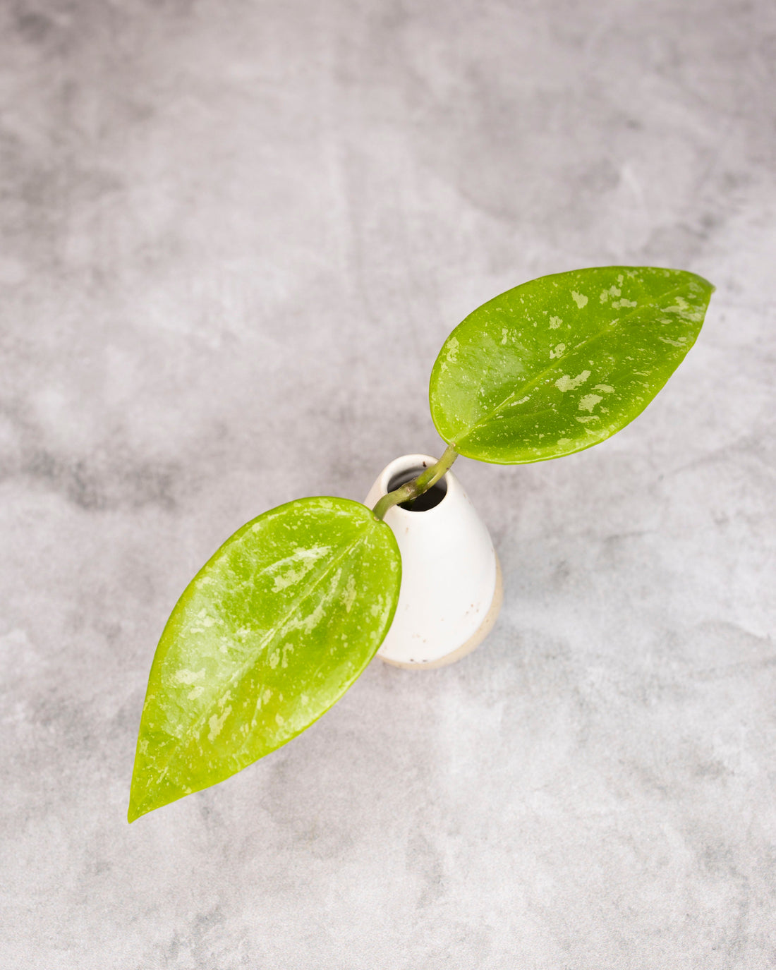 Hoya (memoria x collina IR26) cutting