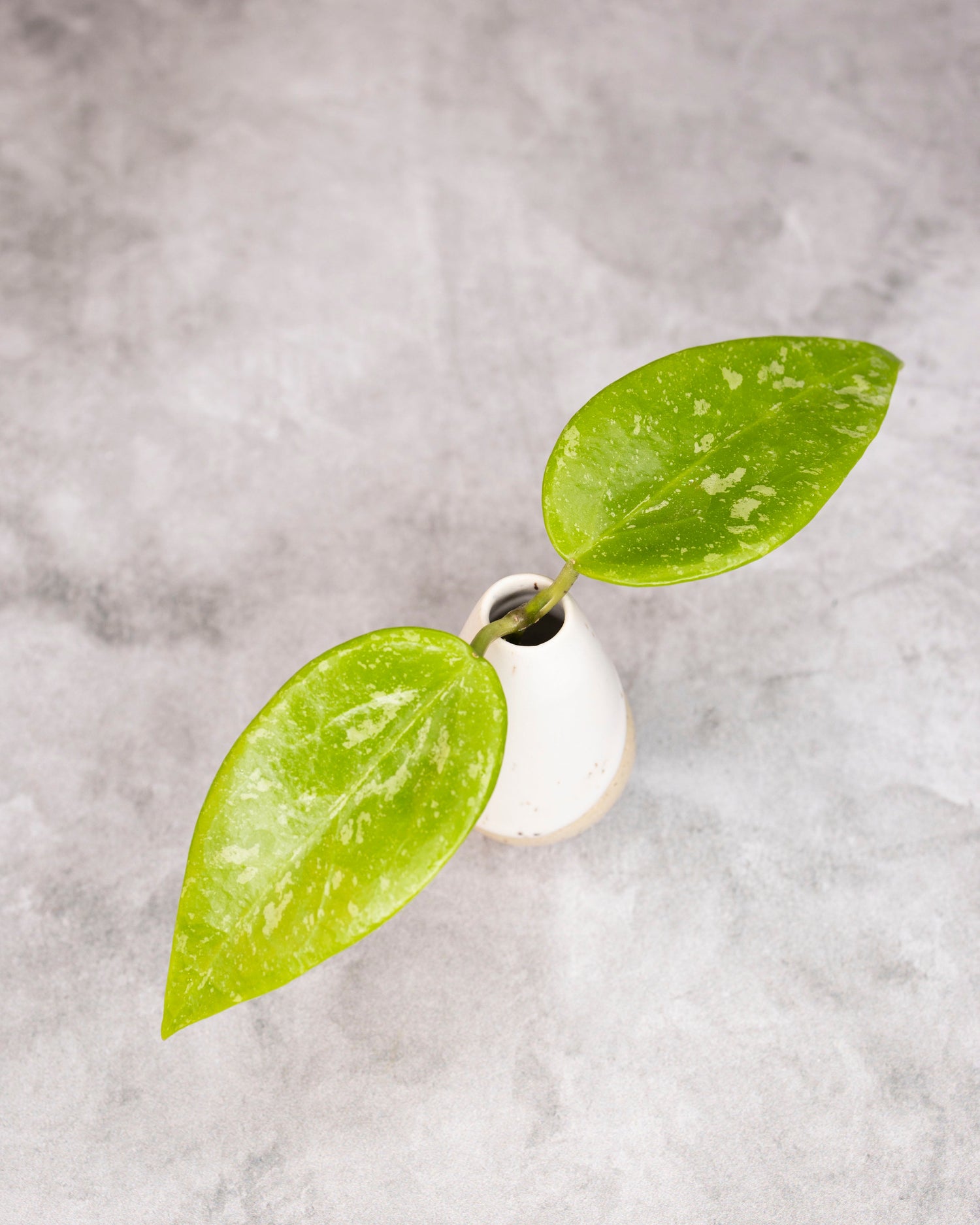 Hoya (memoria x collina IR26) cutting