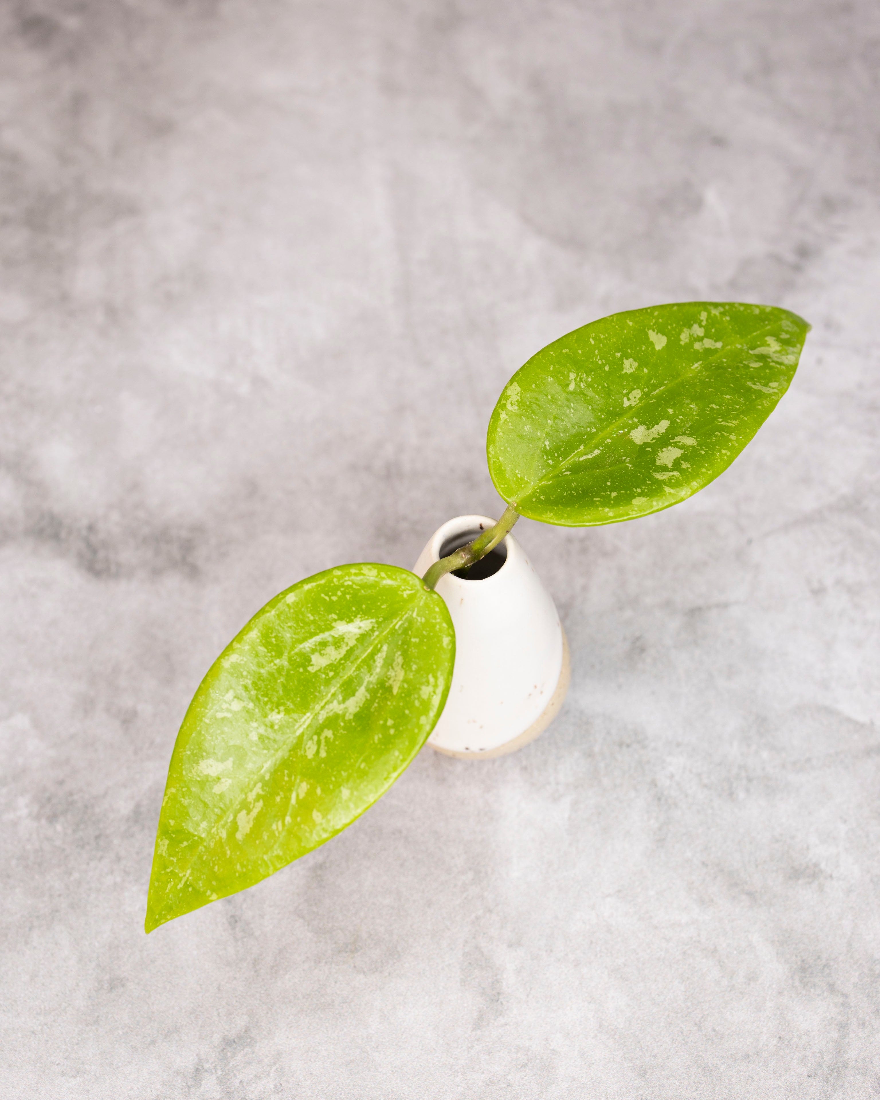 Hoya (memoria x collina IR26) cutting