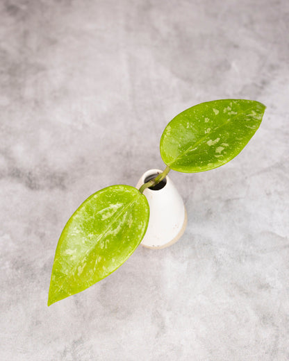 Hoya (memoria x collina IR26) cutting