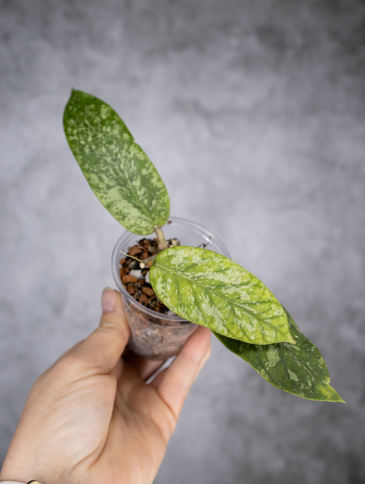 Hoya meredithii (Splash)