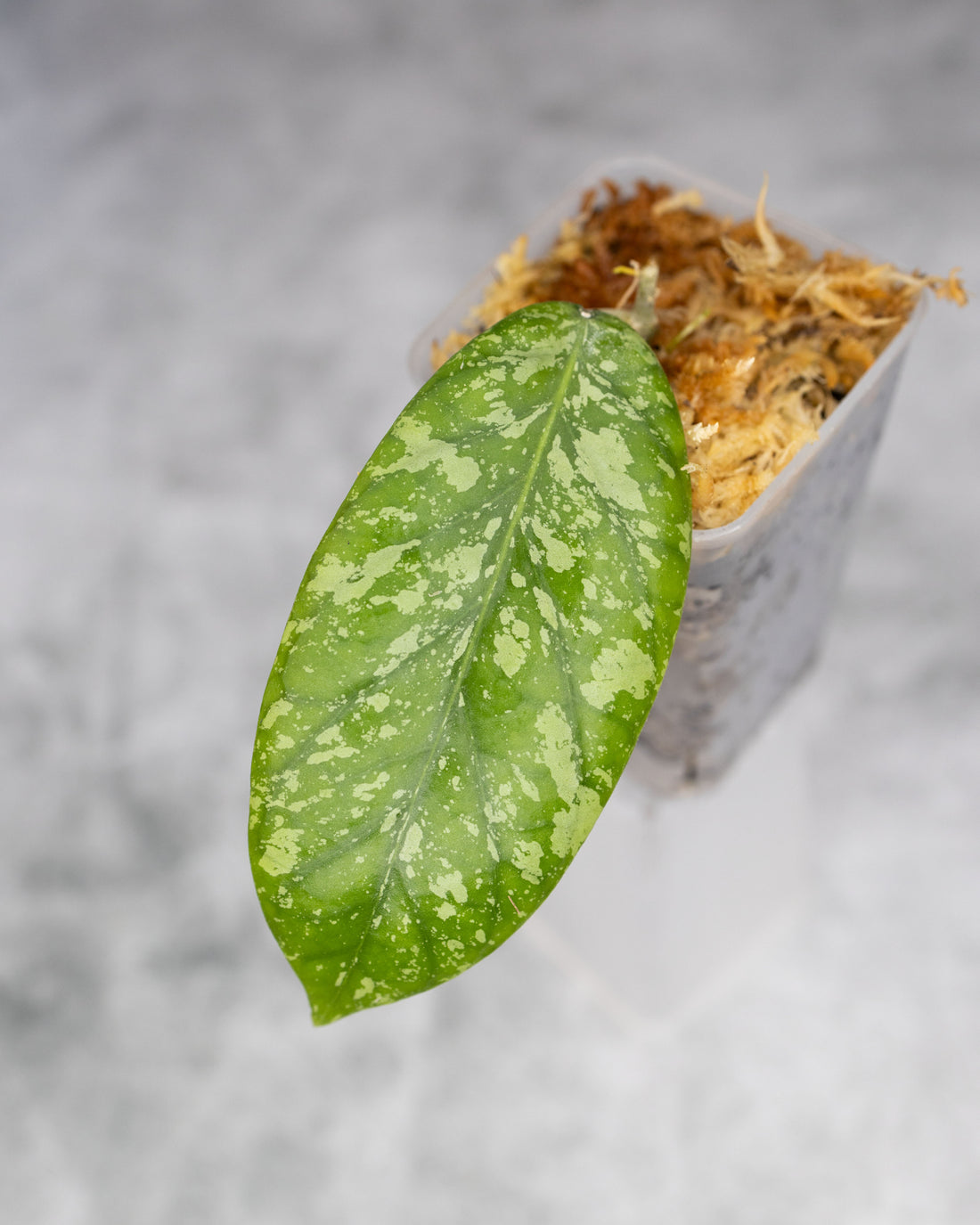 Hoya meredithii (Splash)