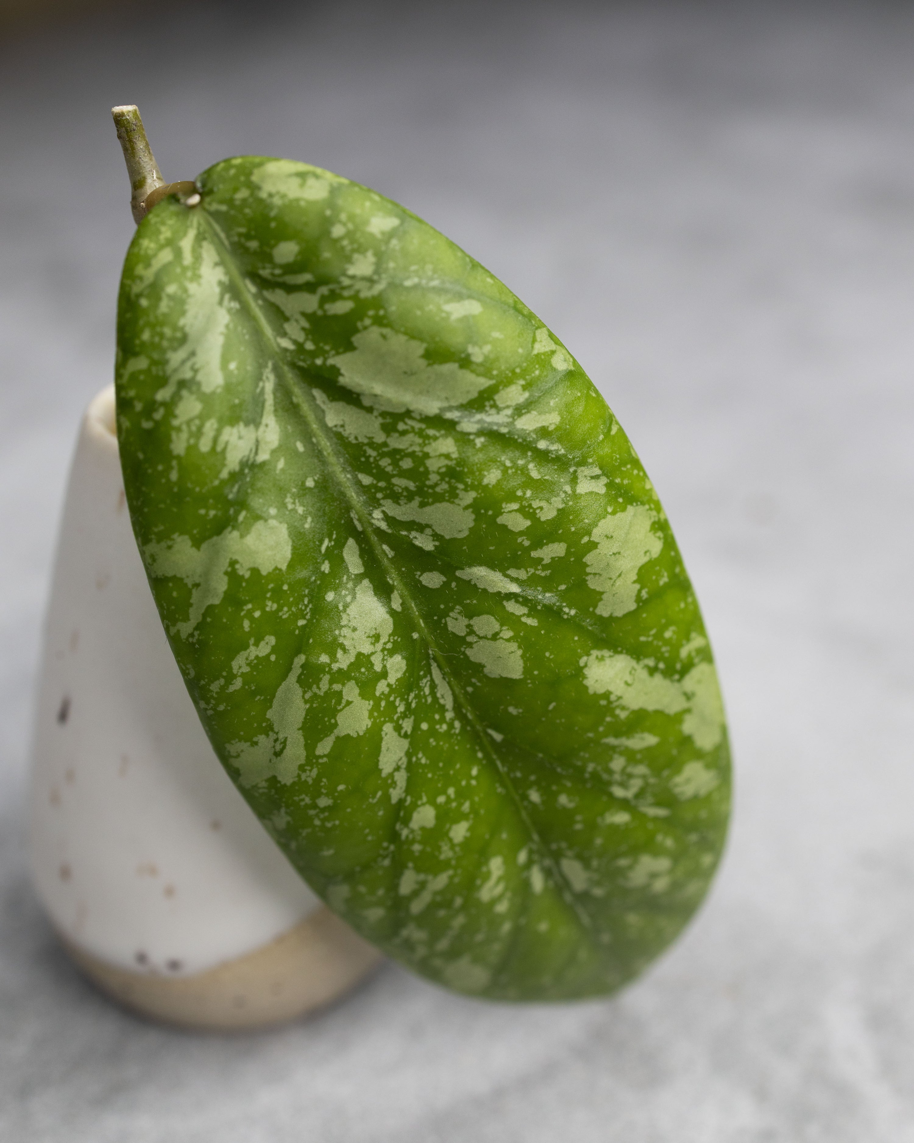 Hoya meredithii (Splash)