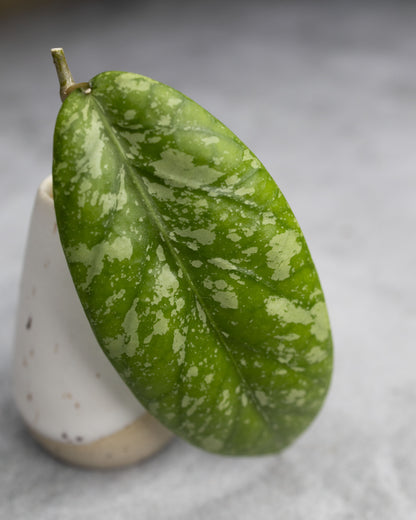 Hoya meredithii (Splash)