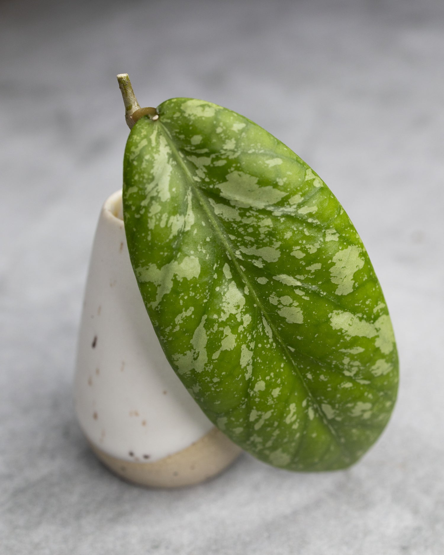 Hoya meredithii (Splash)