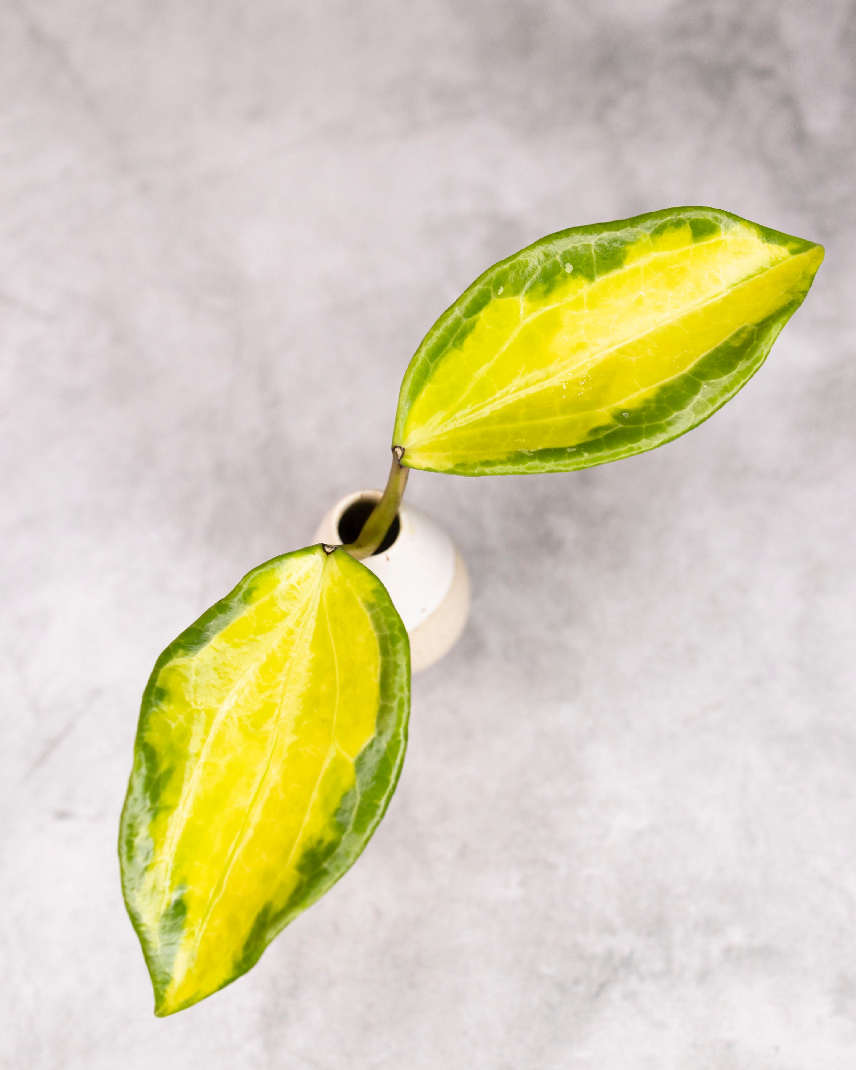 Hoya merrillii (variegated)