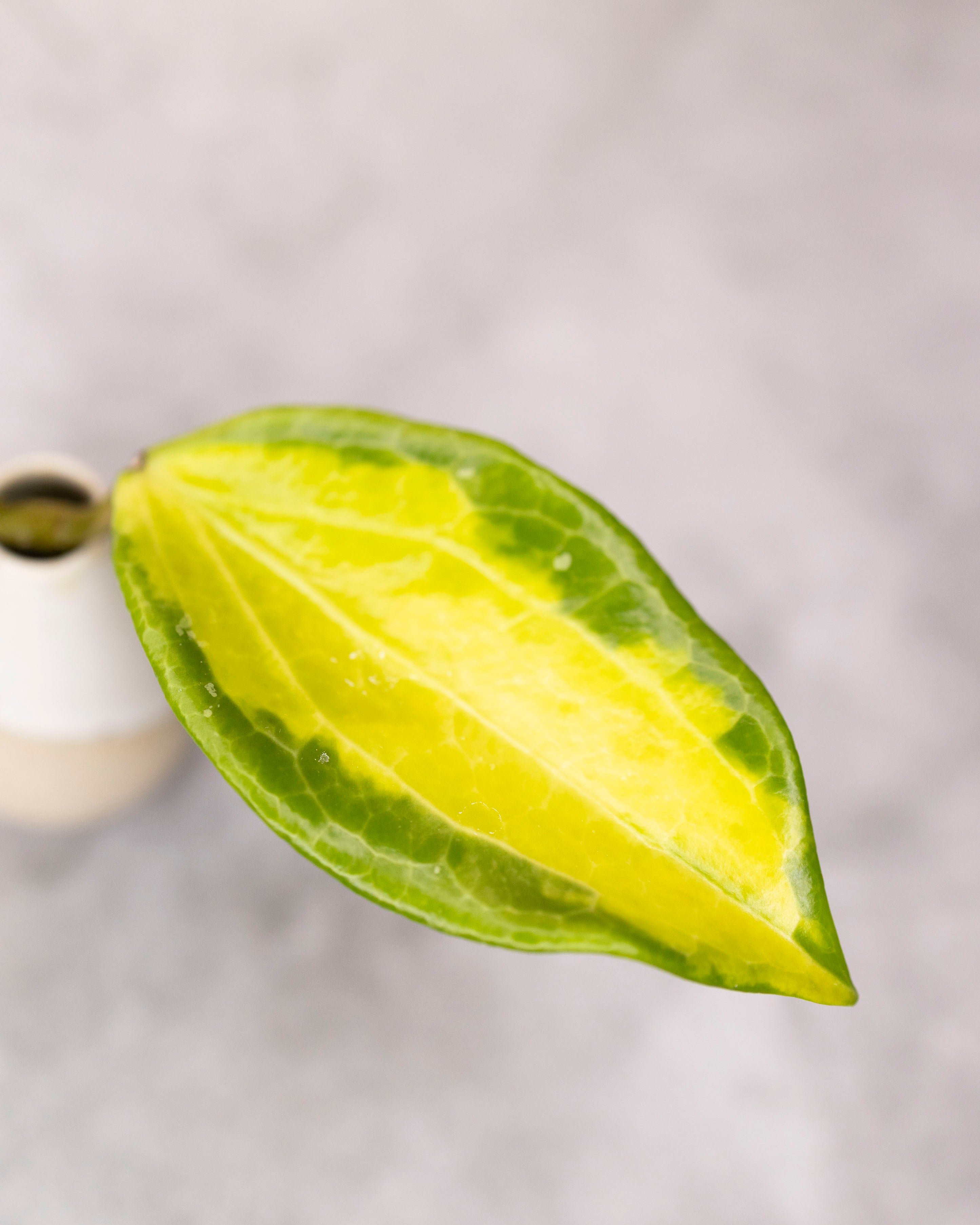 Hoya merrillii (variegated)