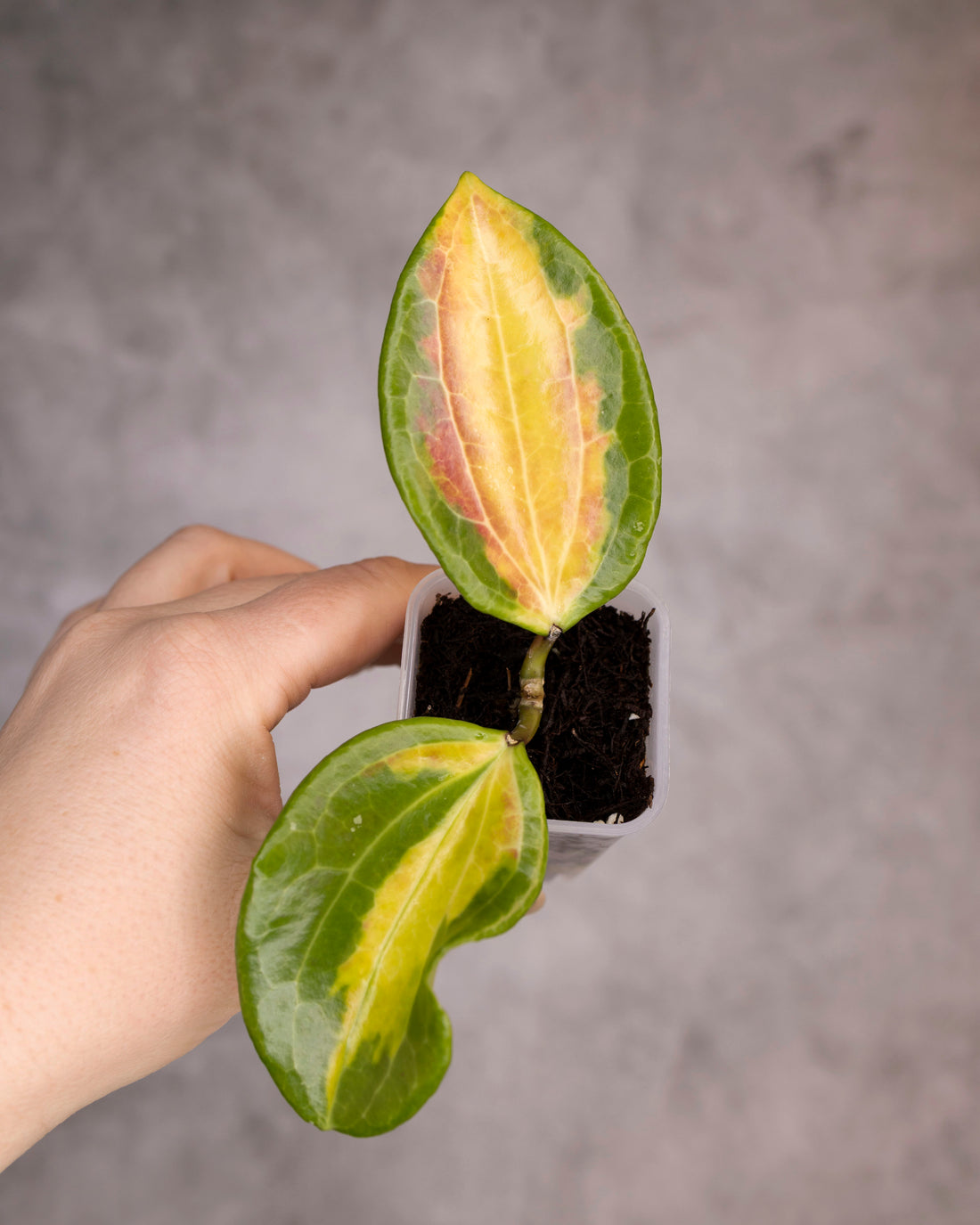 Hoya merrillii (Variegated)